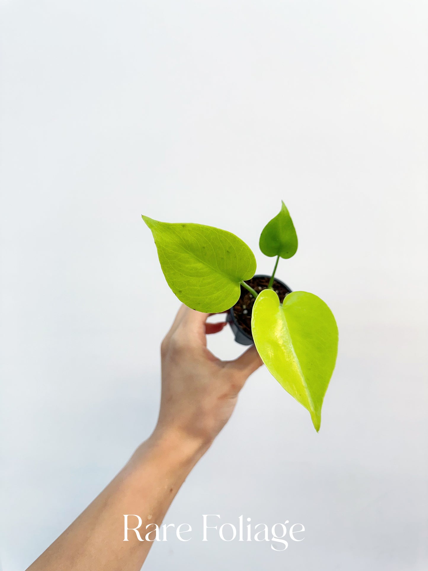 Monstera Lemon Lime 2”