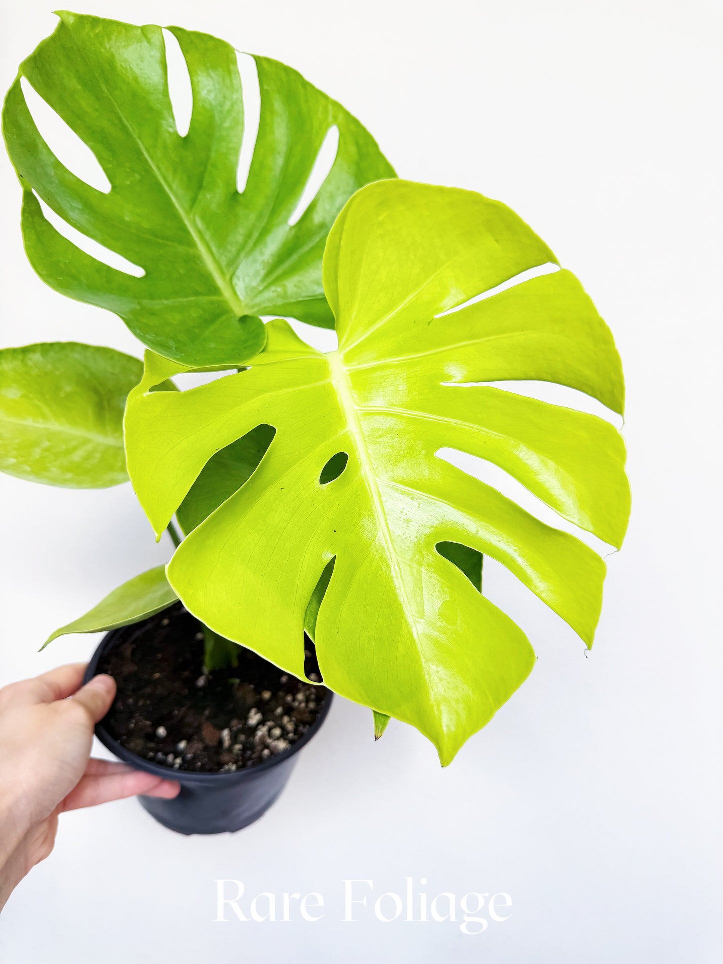 Monstera Lemon Lime 6"