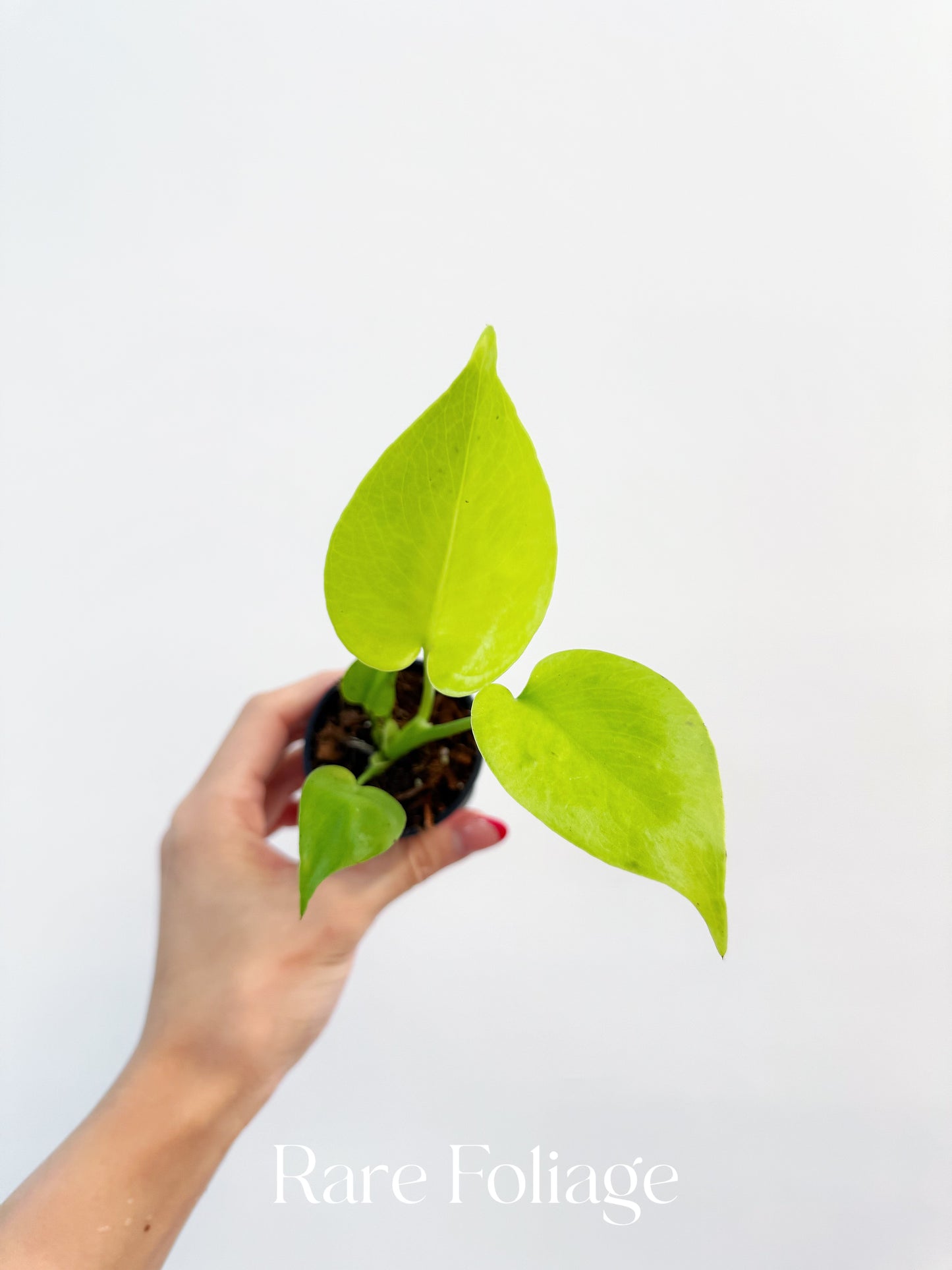 Monstera Lemon Lime 2”