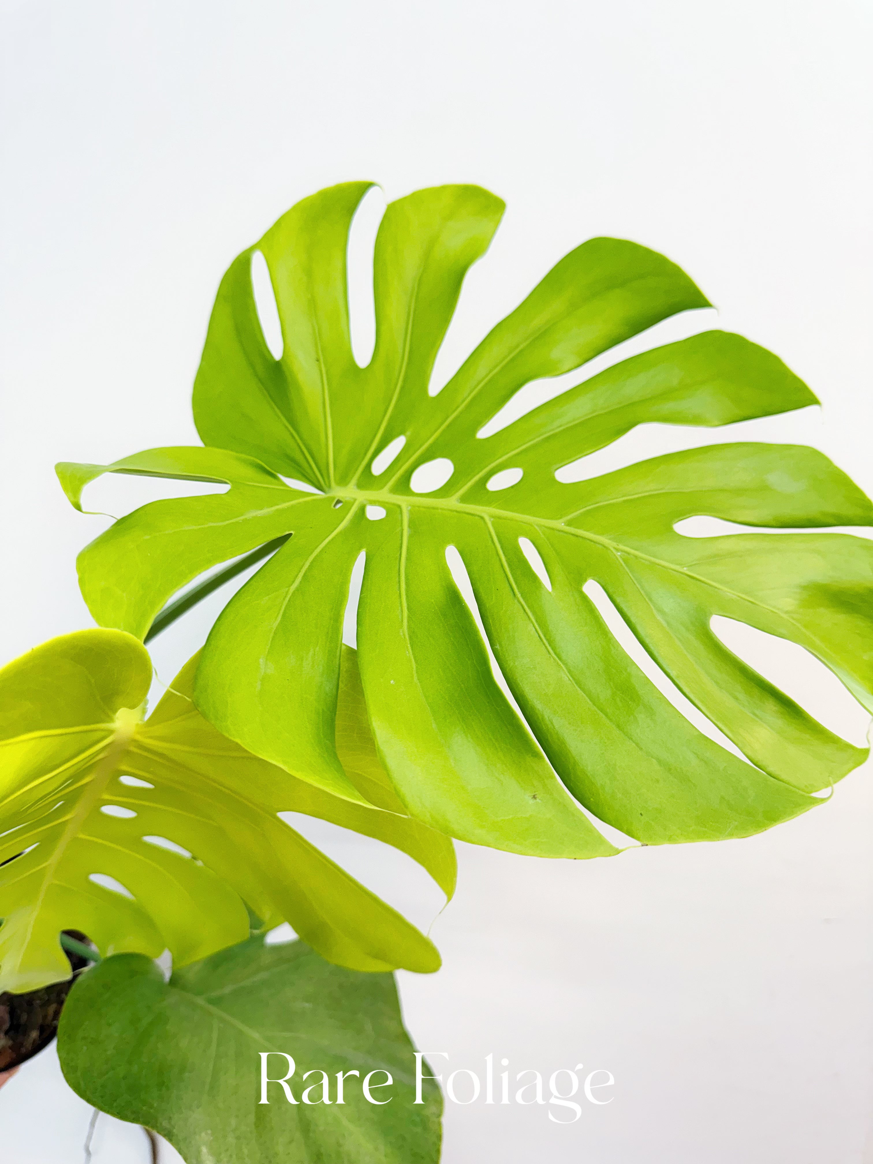Monstera Lemon Lime - Thumbnail 3