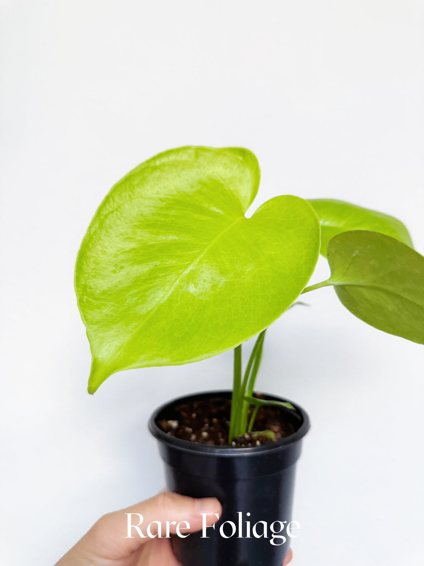 Monstera Lemon Lime 4"