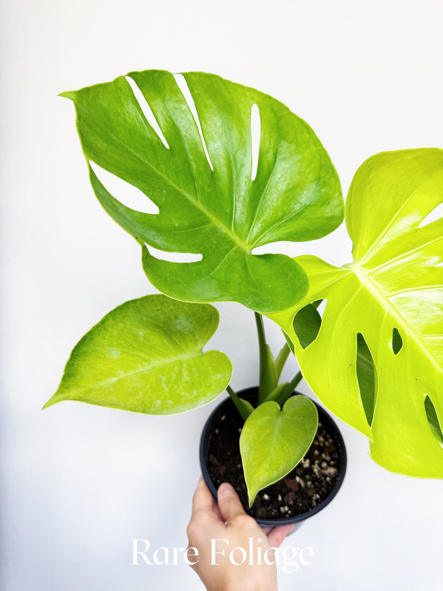 Monstera Lemon Lime 6"