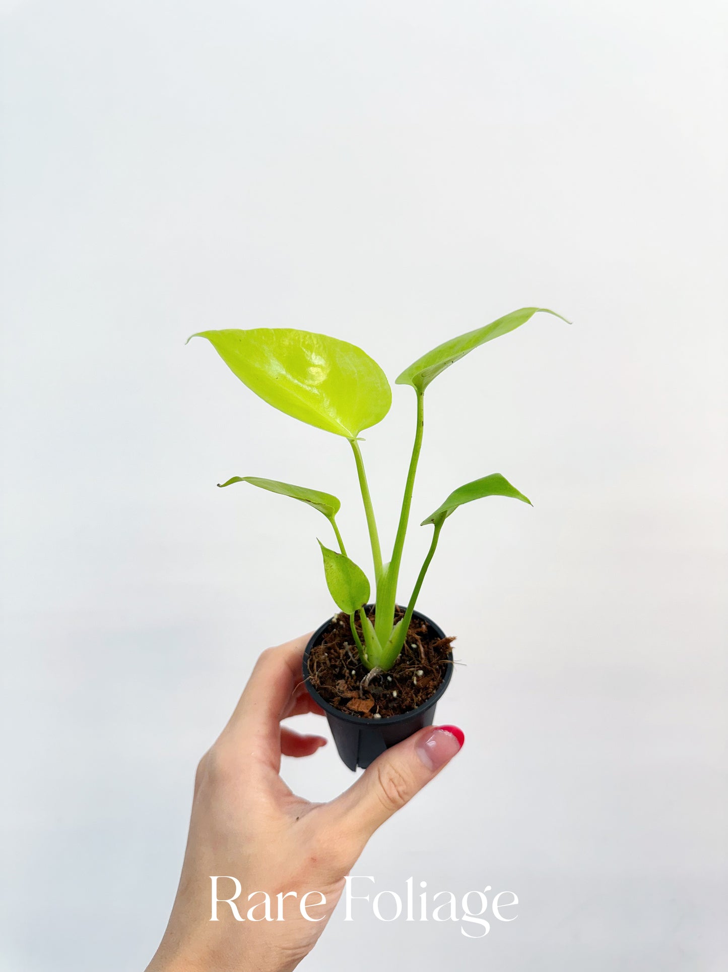 Monstera Lemon Lime 2”