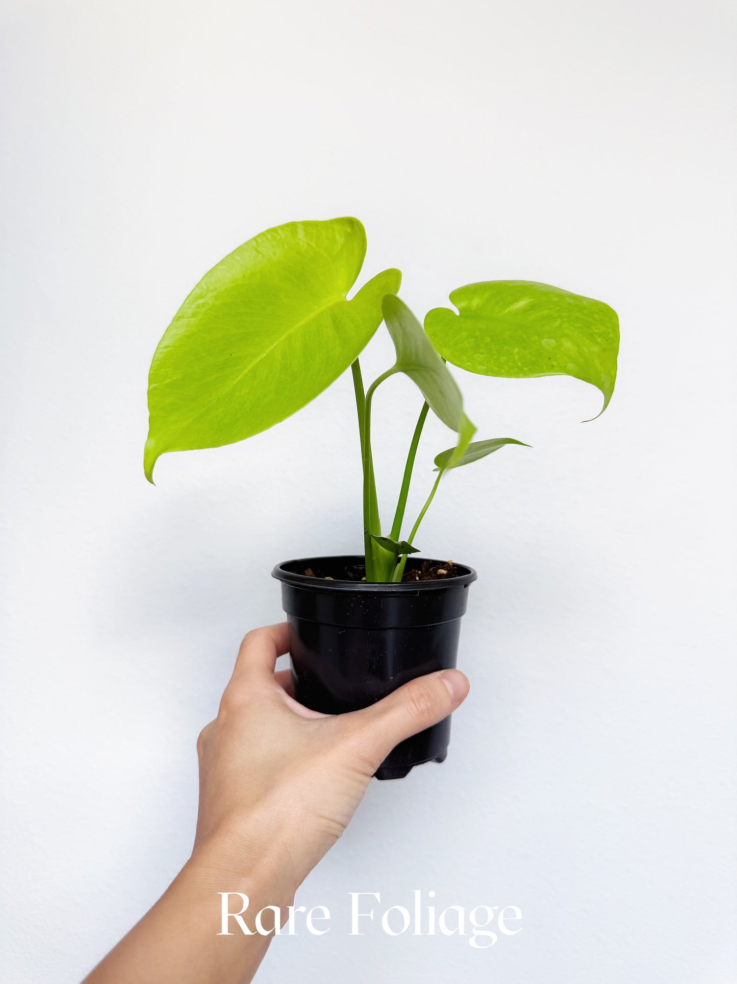 Monstera Lemon Lime 4"