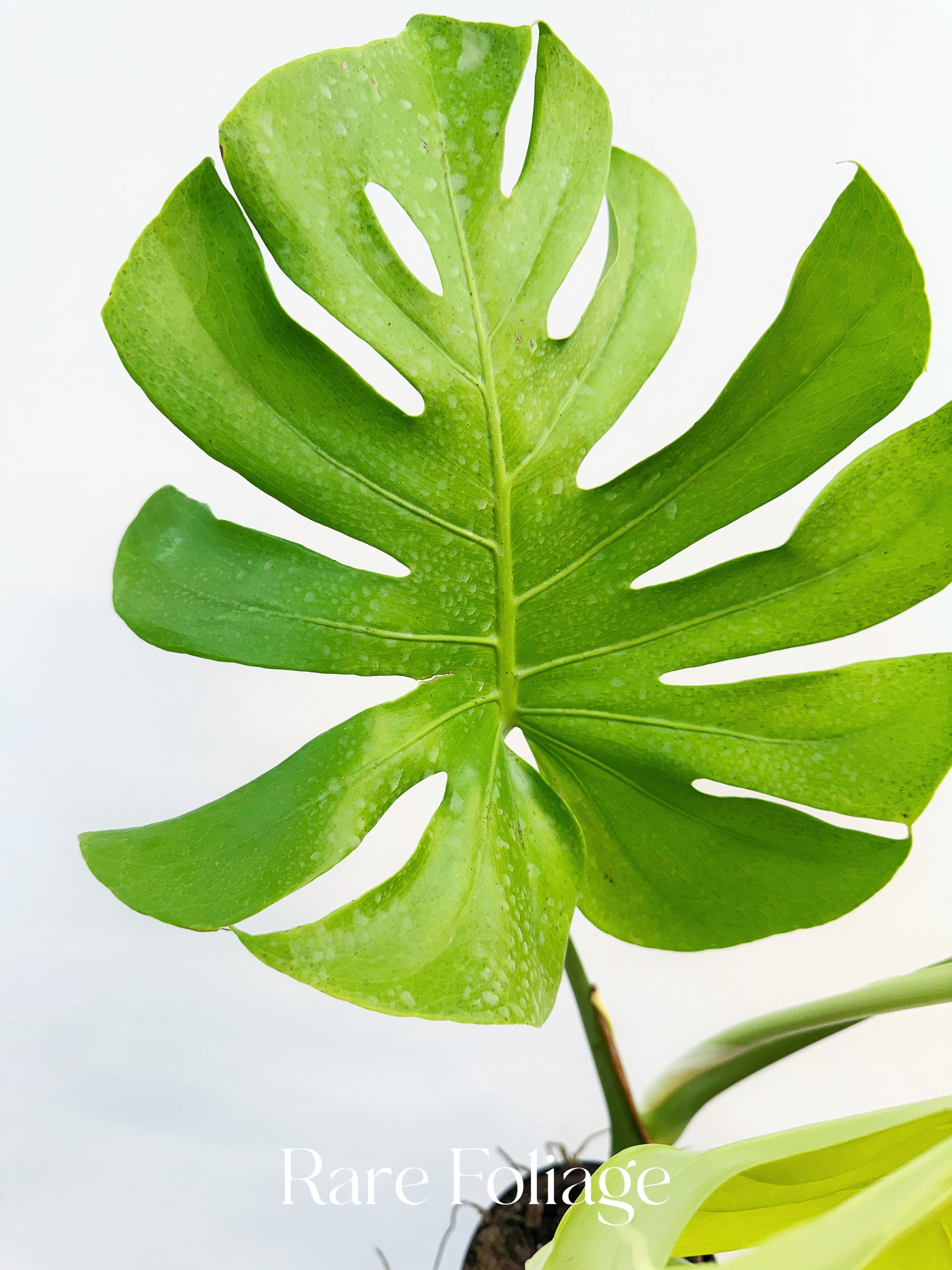 lemon lime monstera Monstera Lemon Lime 8” – Rare Foliage Plant Co