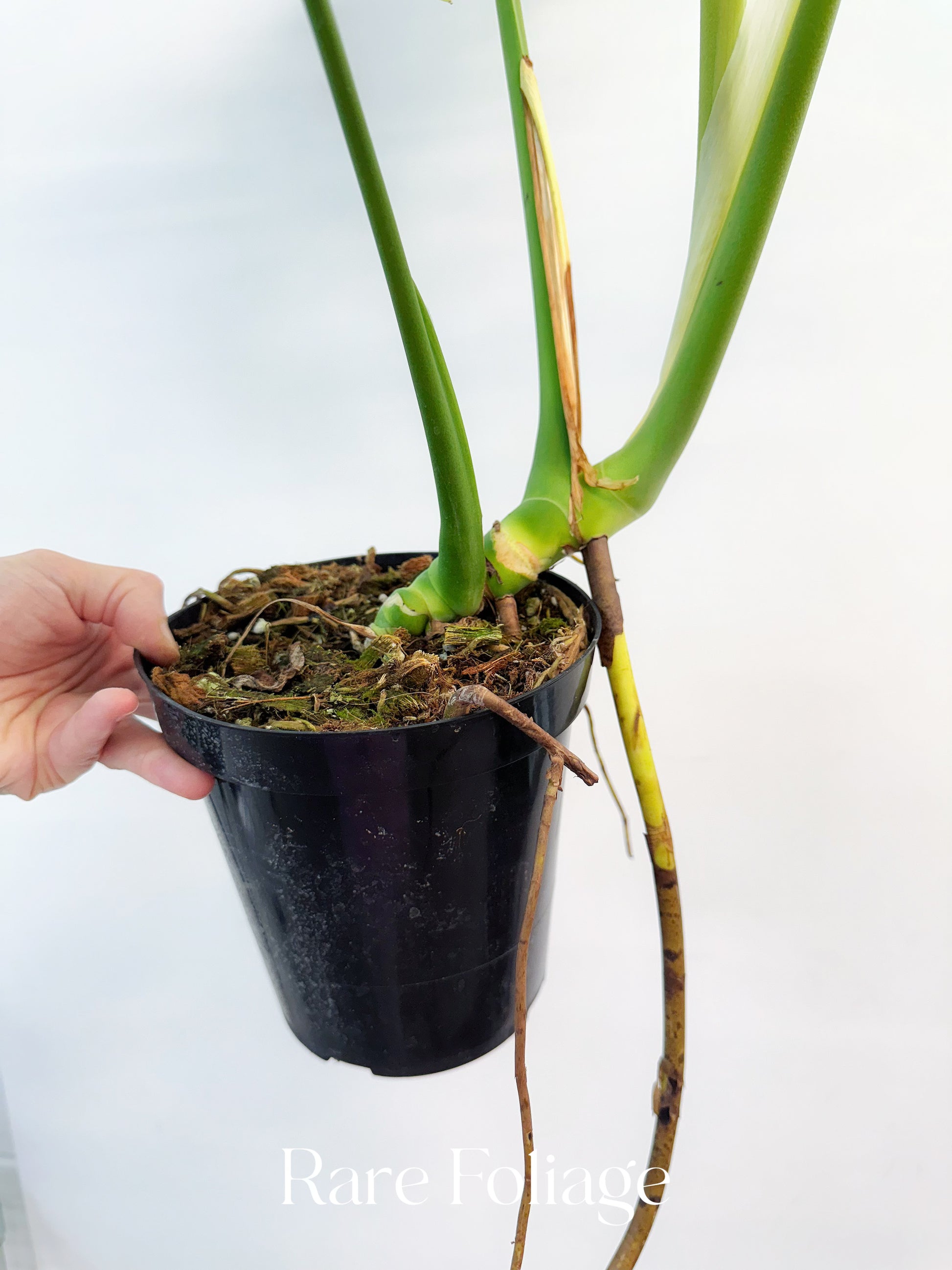 lemon lime monstera Monstera Lemon Lime 8”