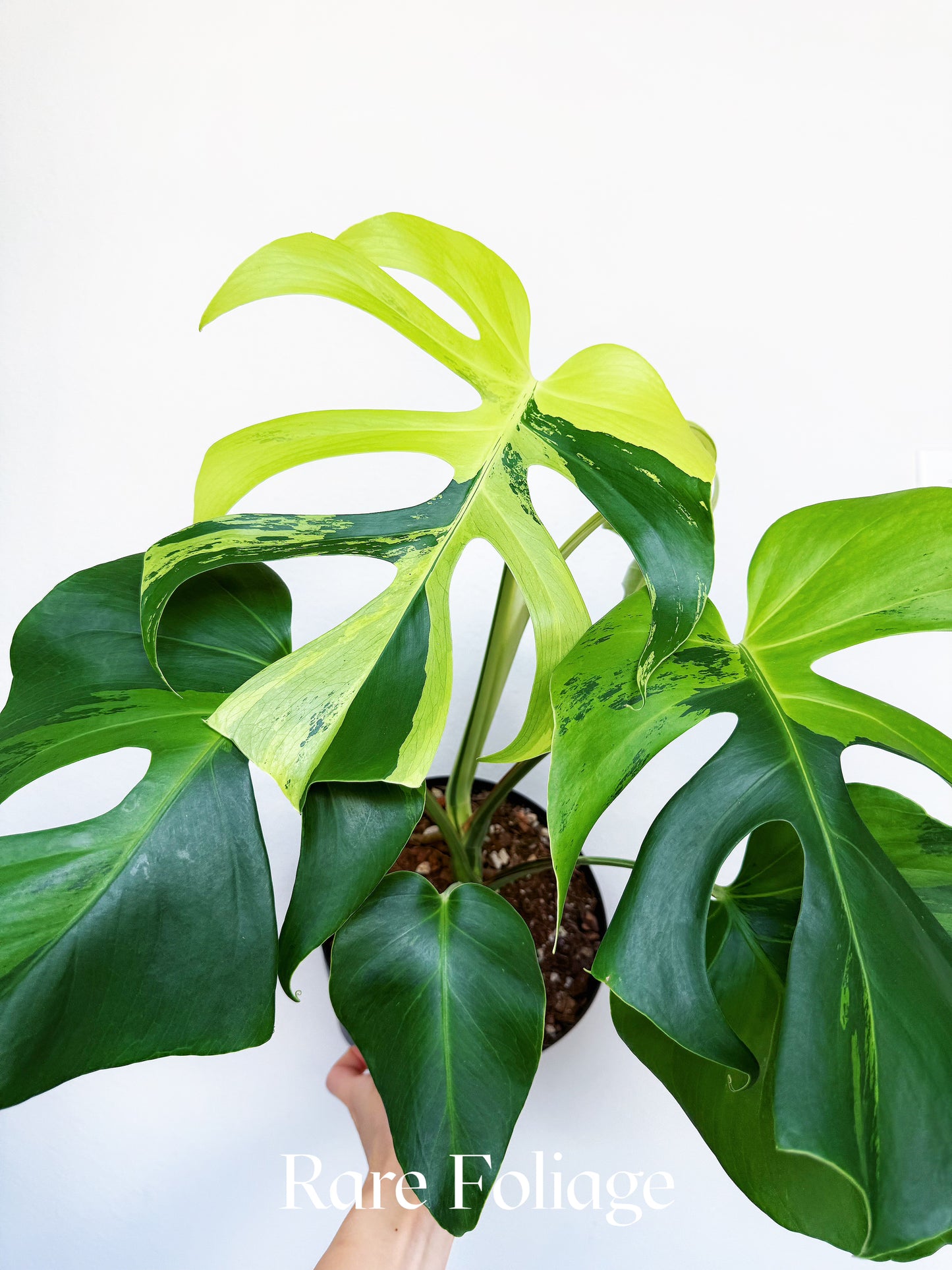 Monstera Light Lime 8" Exact Plant