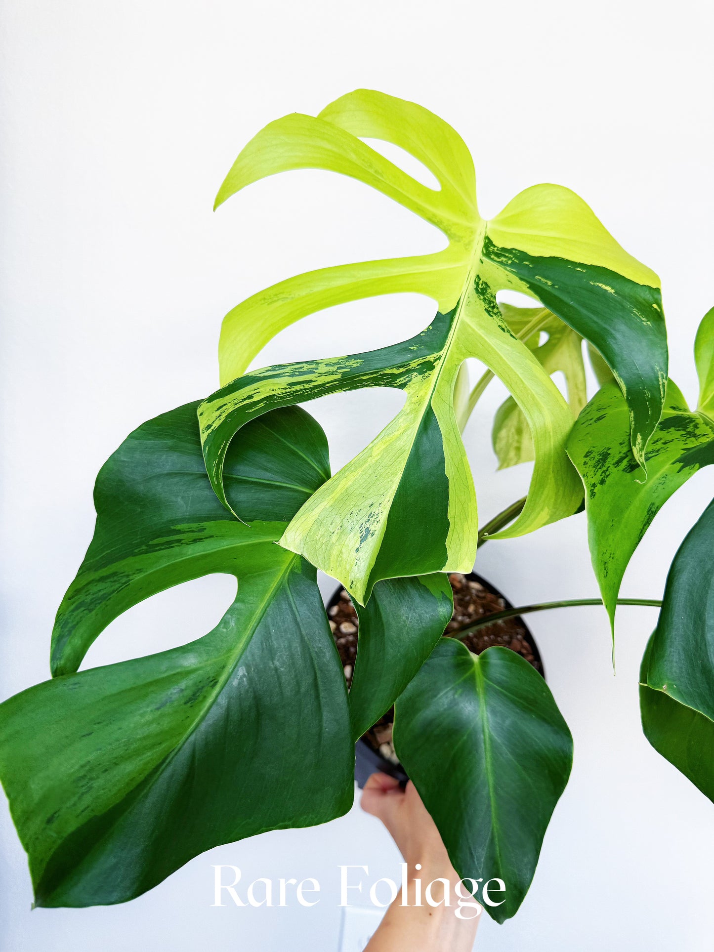 Monstera Light Lime 8" Exact Plant