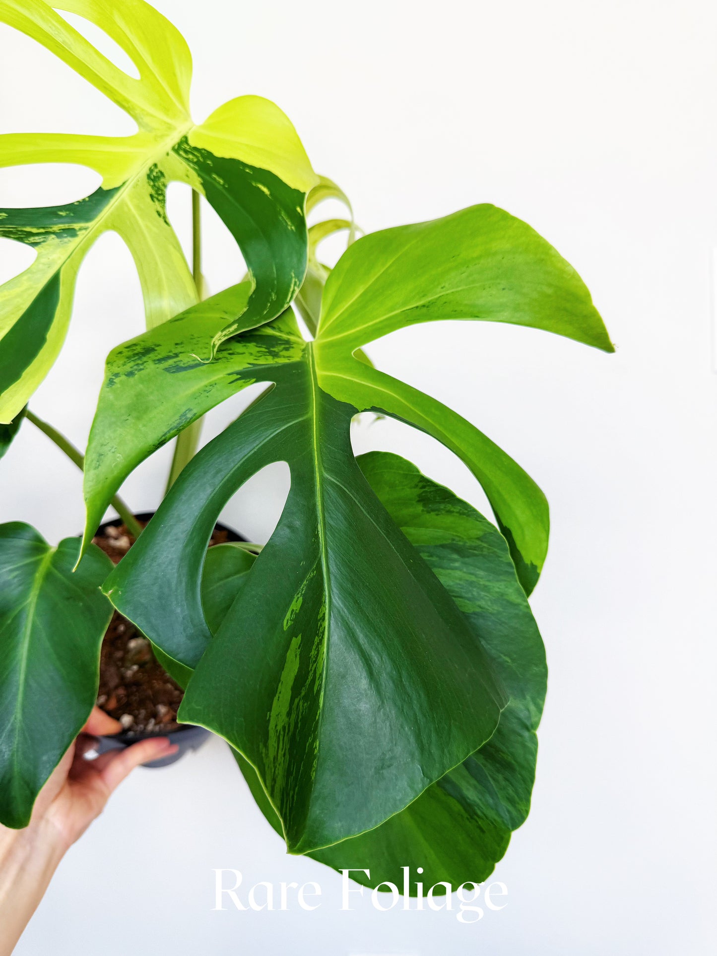 Monstera Light Lime 8" Exact Plant