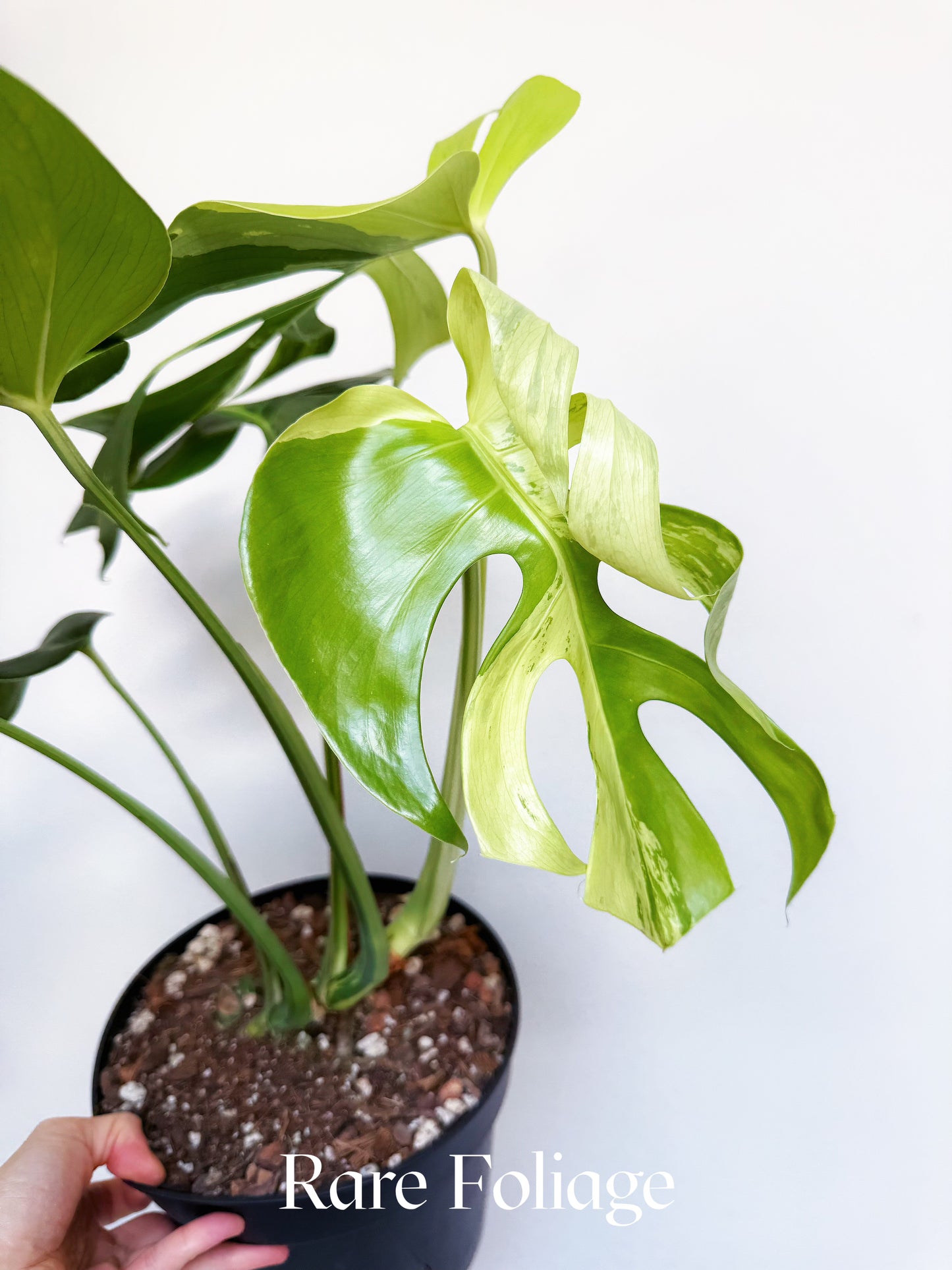 Monstera Light Lime 8" Exact Plant