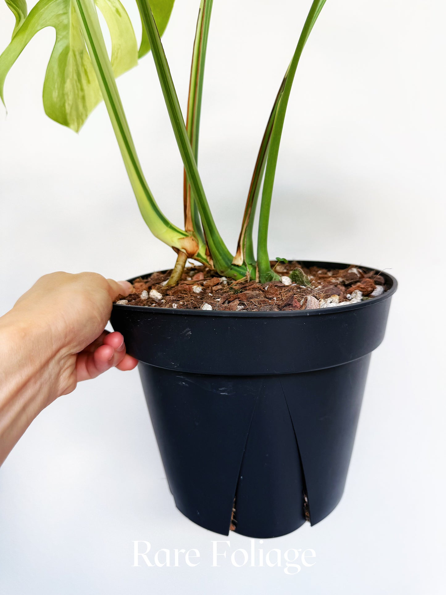 Monstera Light Lime 8" Exact Plant