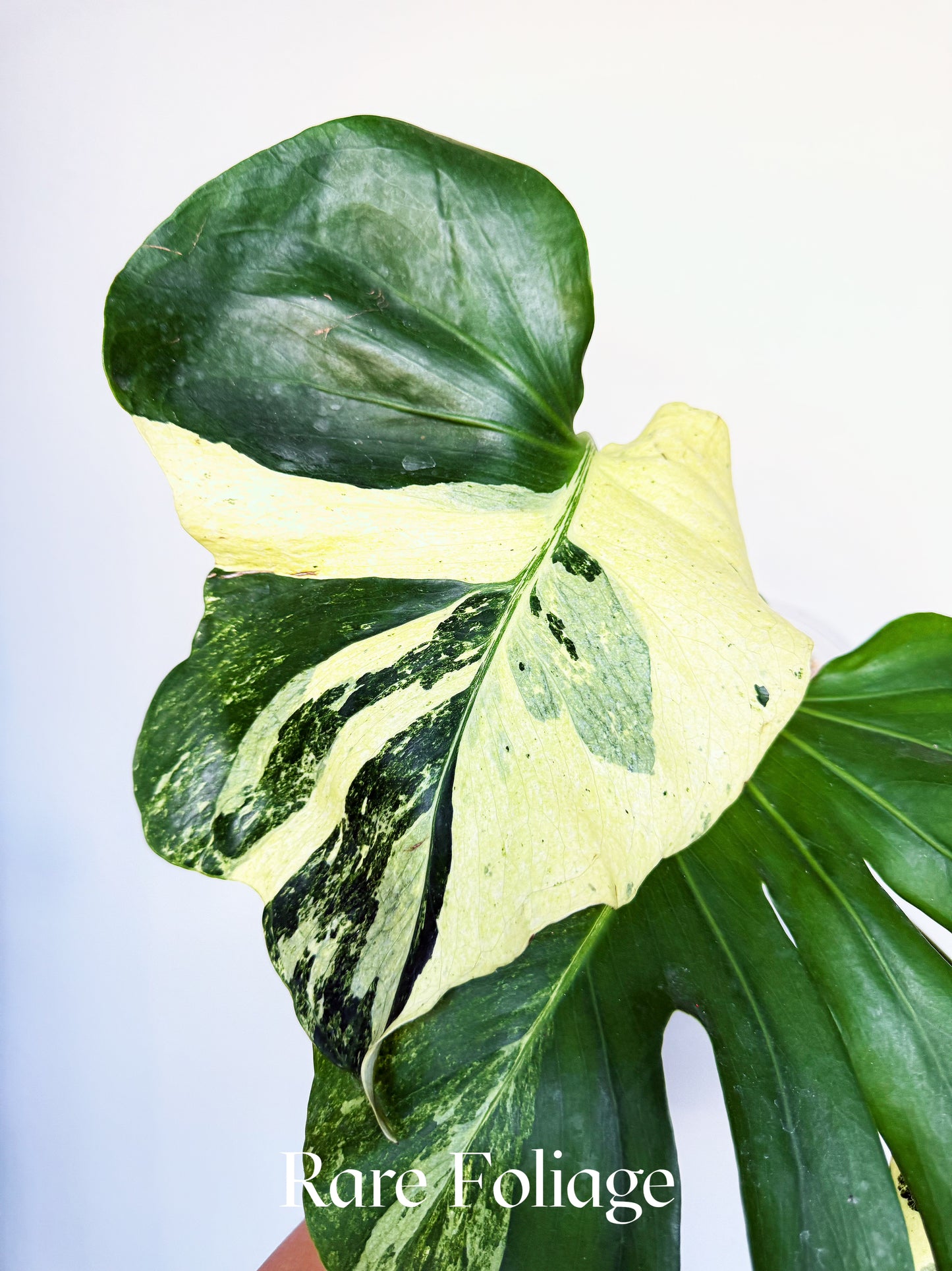 Monstera Deliciosa Masterpiece 6” Exact Plant