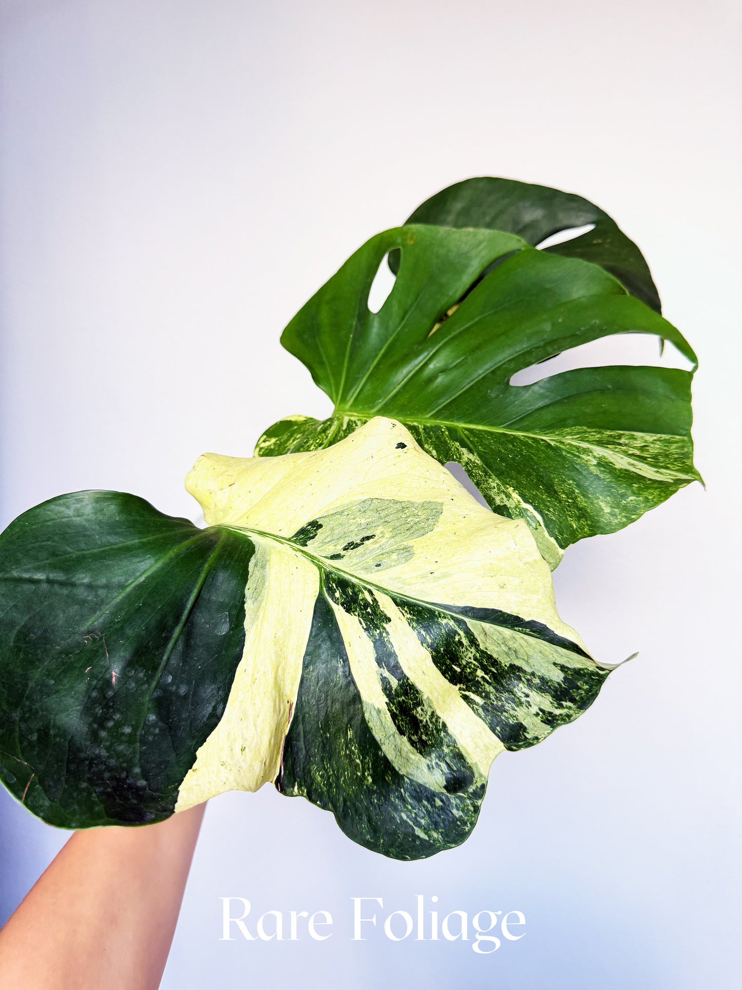 Monstera Deliciosa Masterpiece 6” Exact Plant