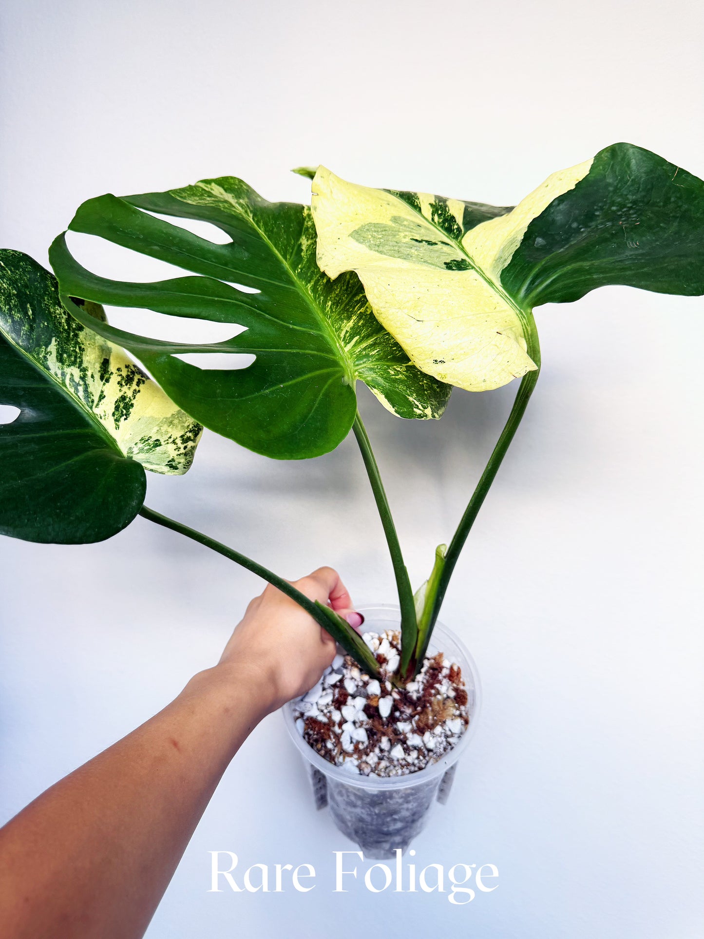 Monstera Deliciosa Masterpiece 6” Exact Plant