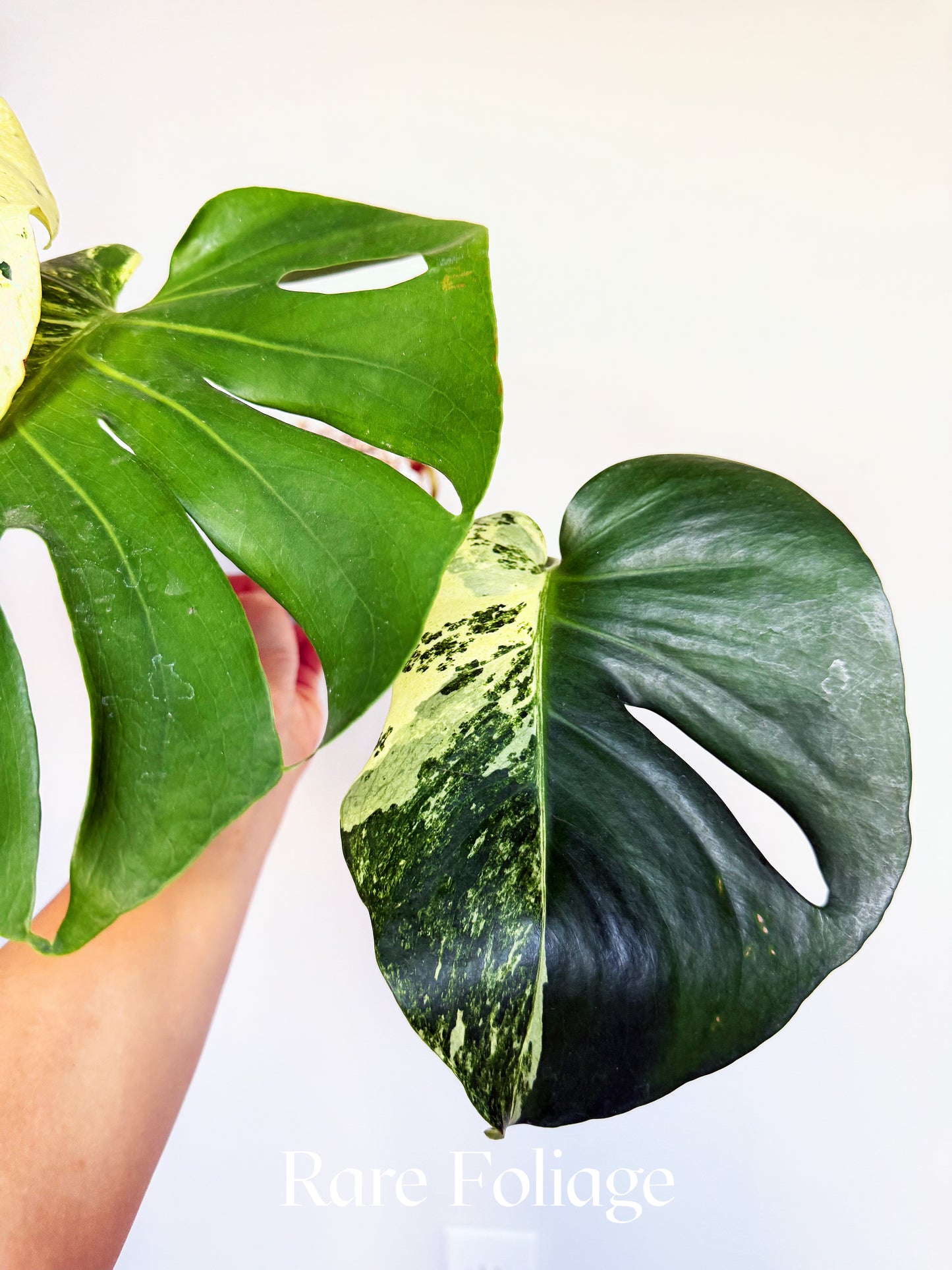 Monstera Deliciosa Masterpiece 6” Exact Plant