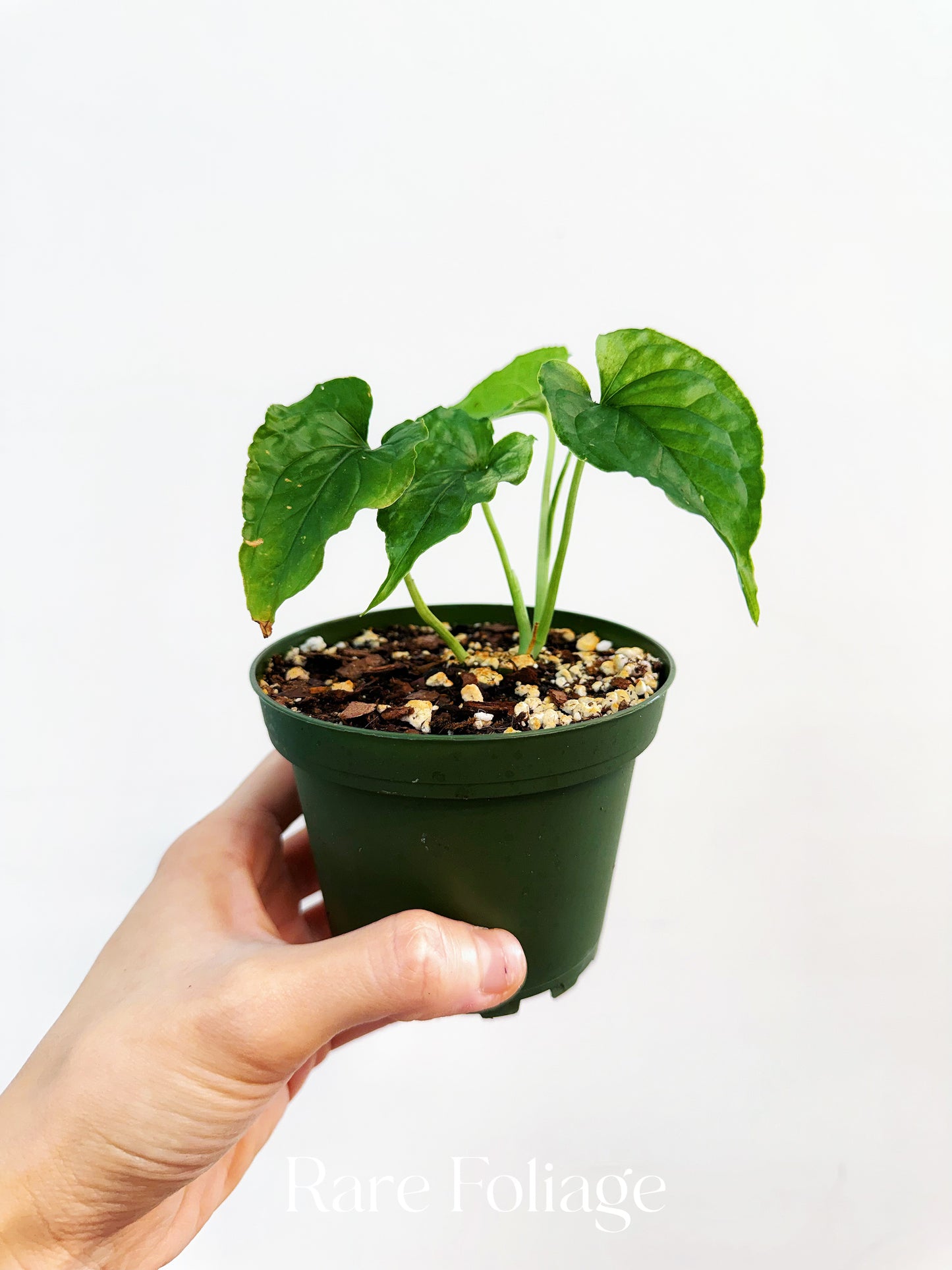 Monstera Membranacea 4”