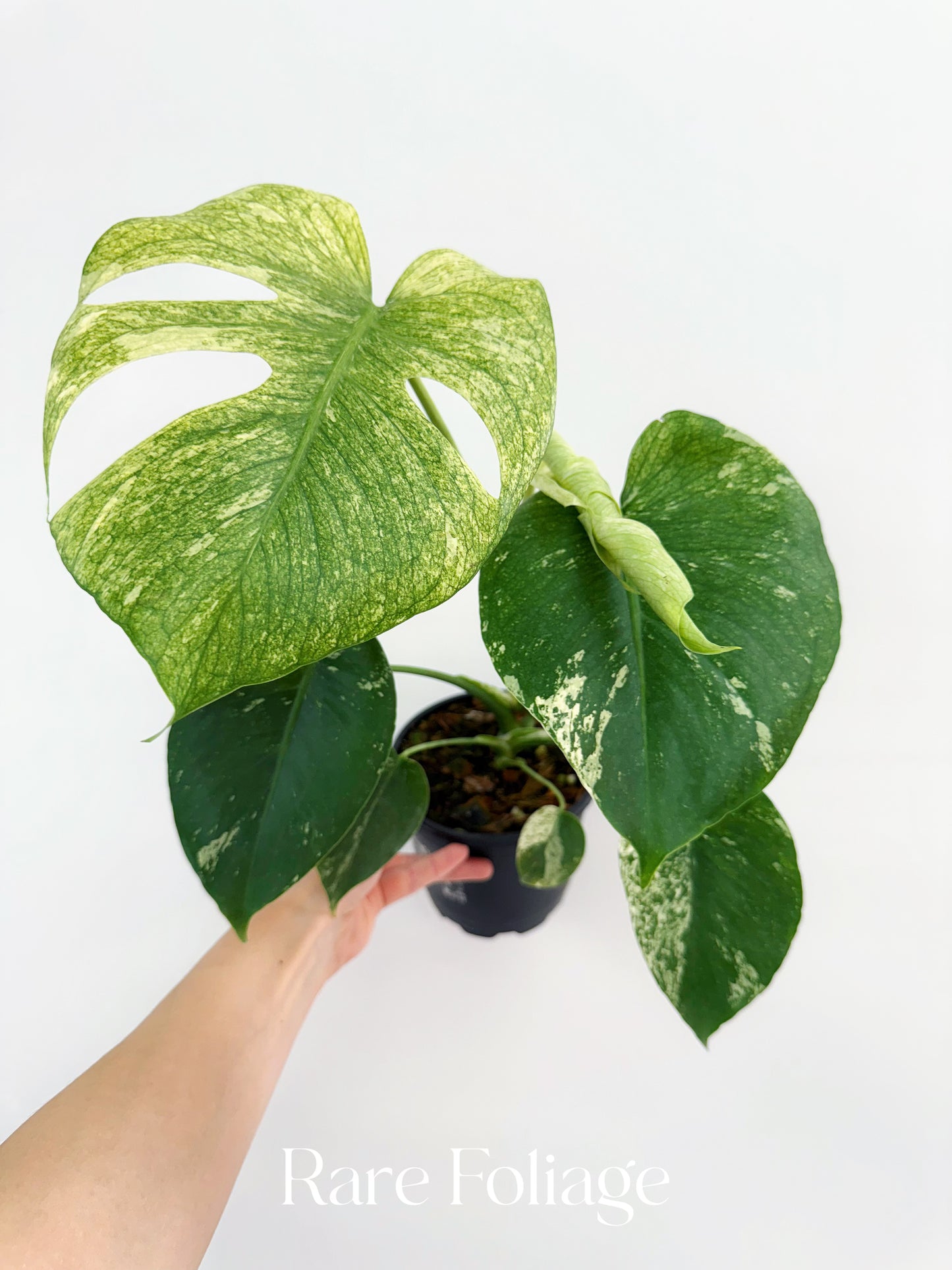 monstera mint large form Monstera Mint Large Form (White Monster) 6” – Rare Foliage Plant Co