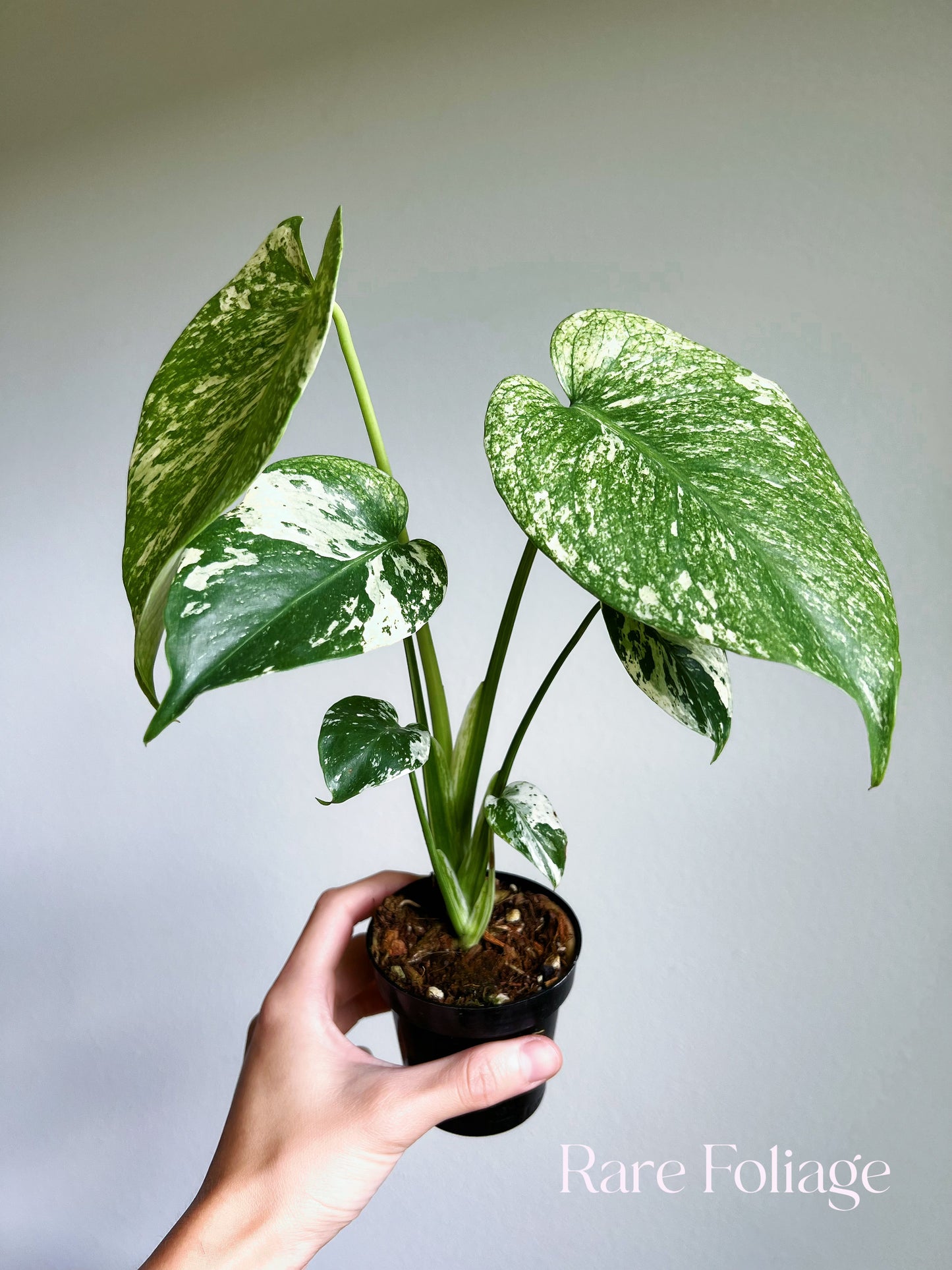 Monstera Mint Large Form 4"