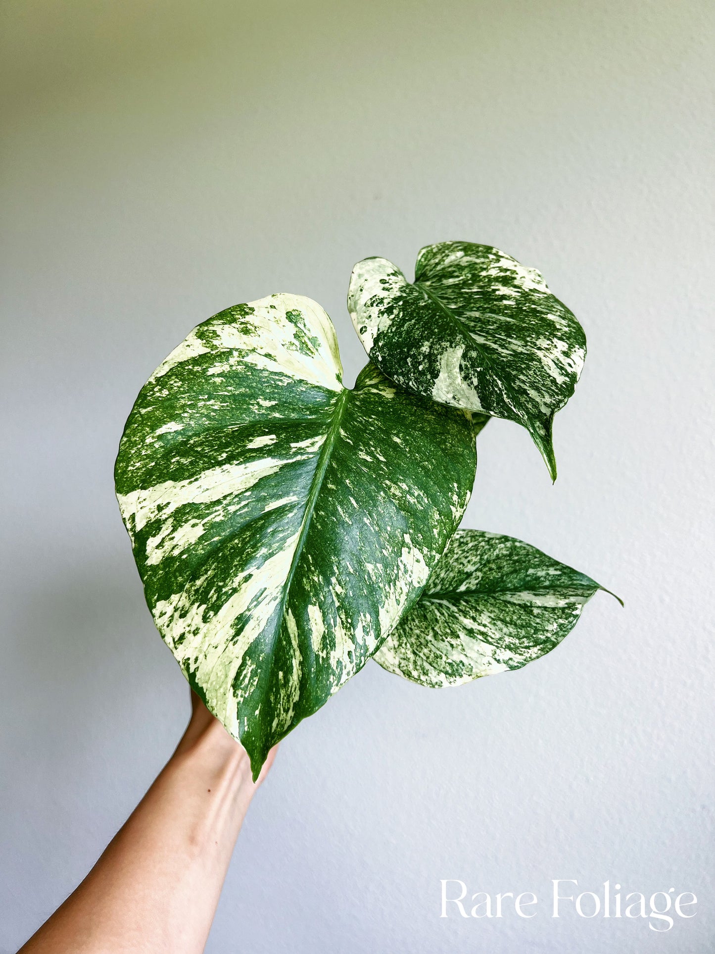 Monstera Mint Large Form 5”