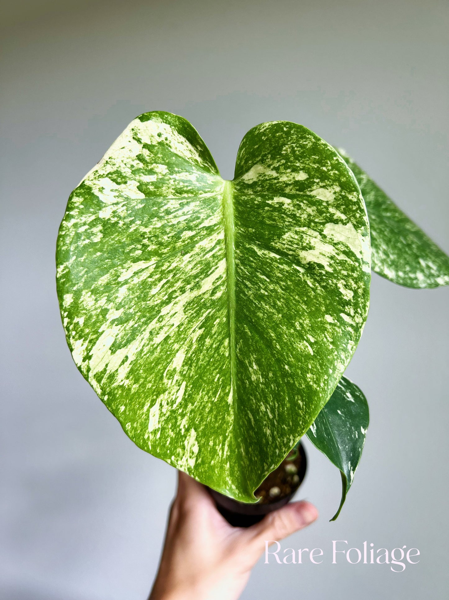 Monstera Mint Large Form 4"