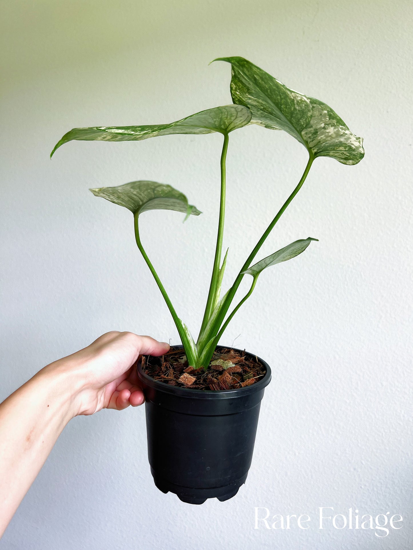 Monstera Mint Large Form 5”