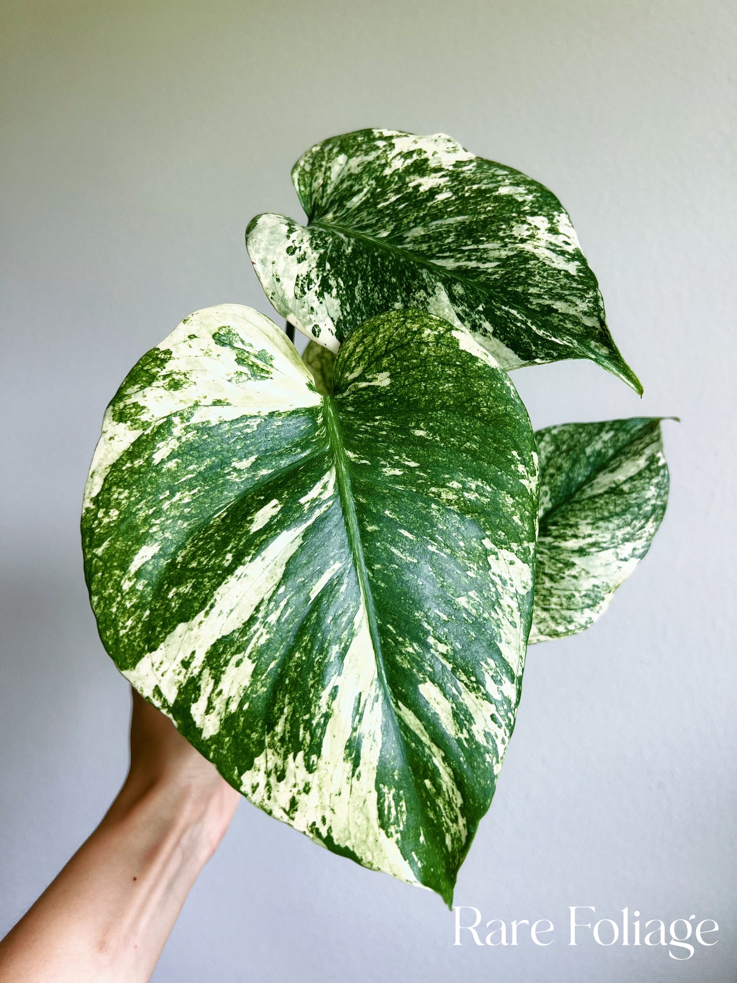 Monstera Mint Large Form 5”