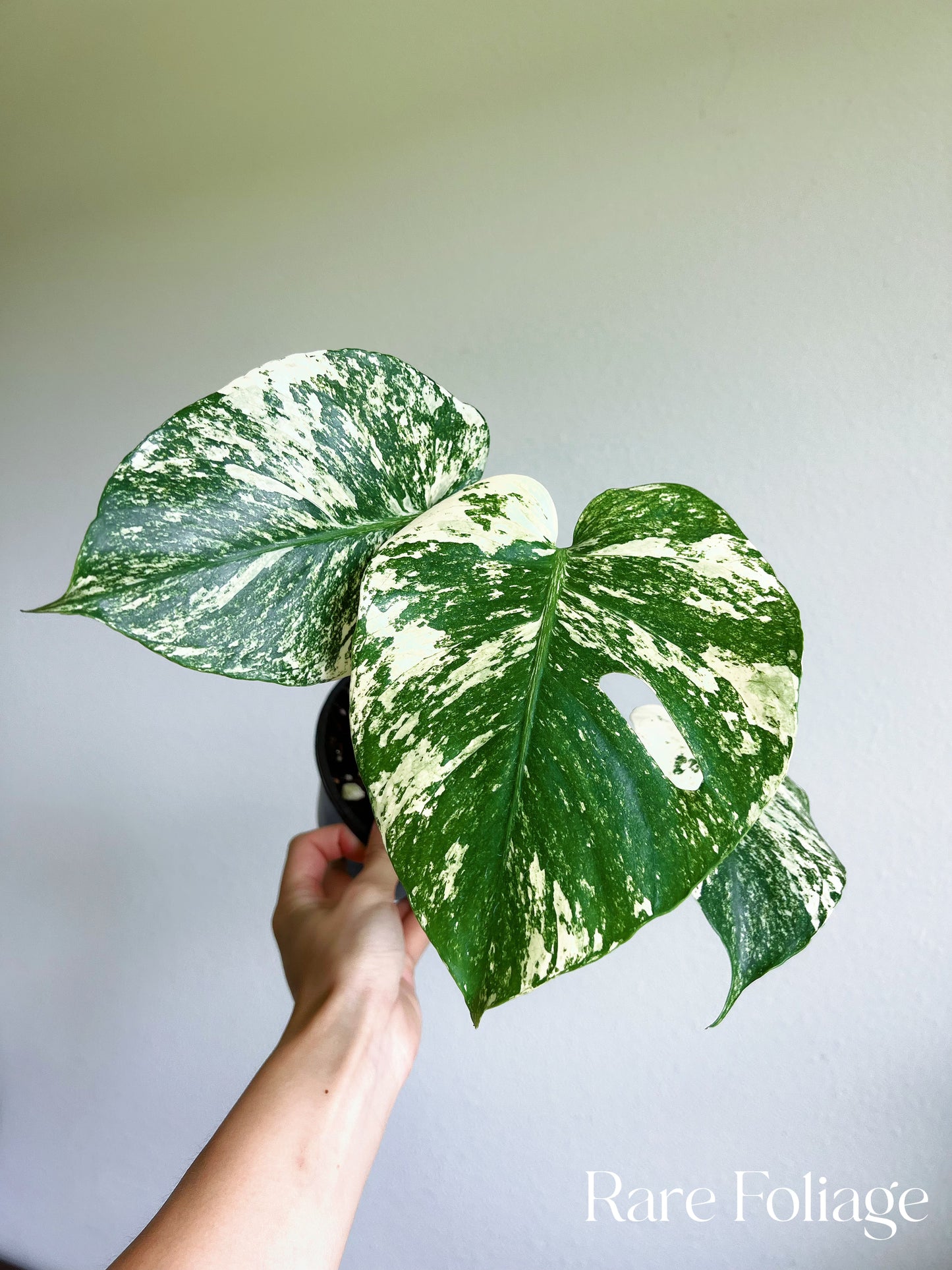 Monstera Mint Large Form 5”