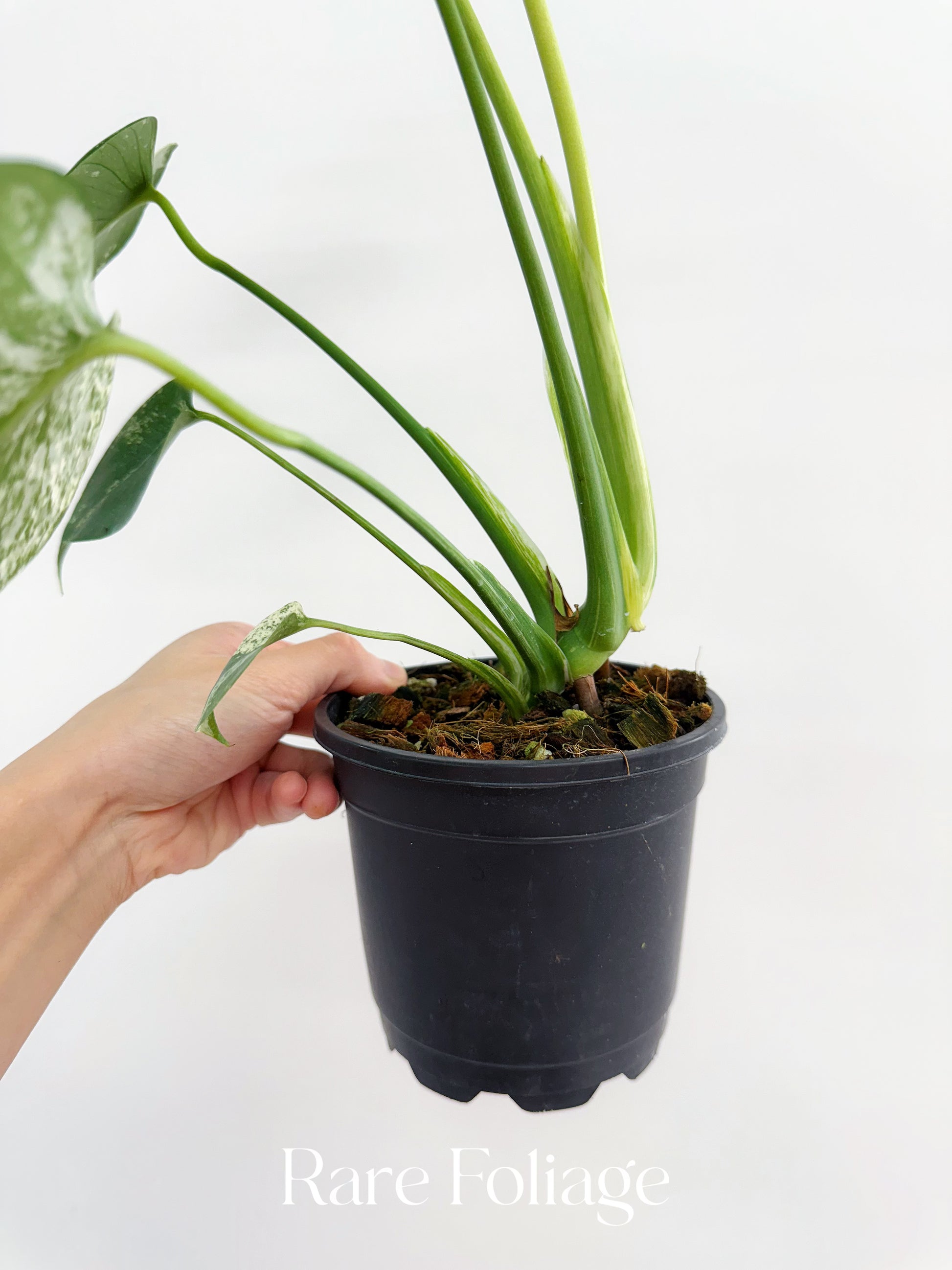 monstera mint large form Monstera Mint Large Form (White Monster) 6” – Rare Foliage Plant Co