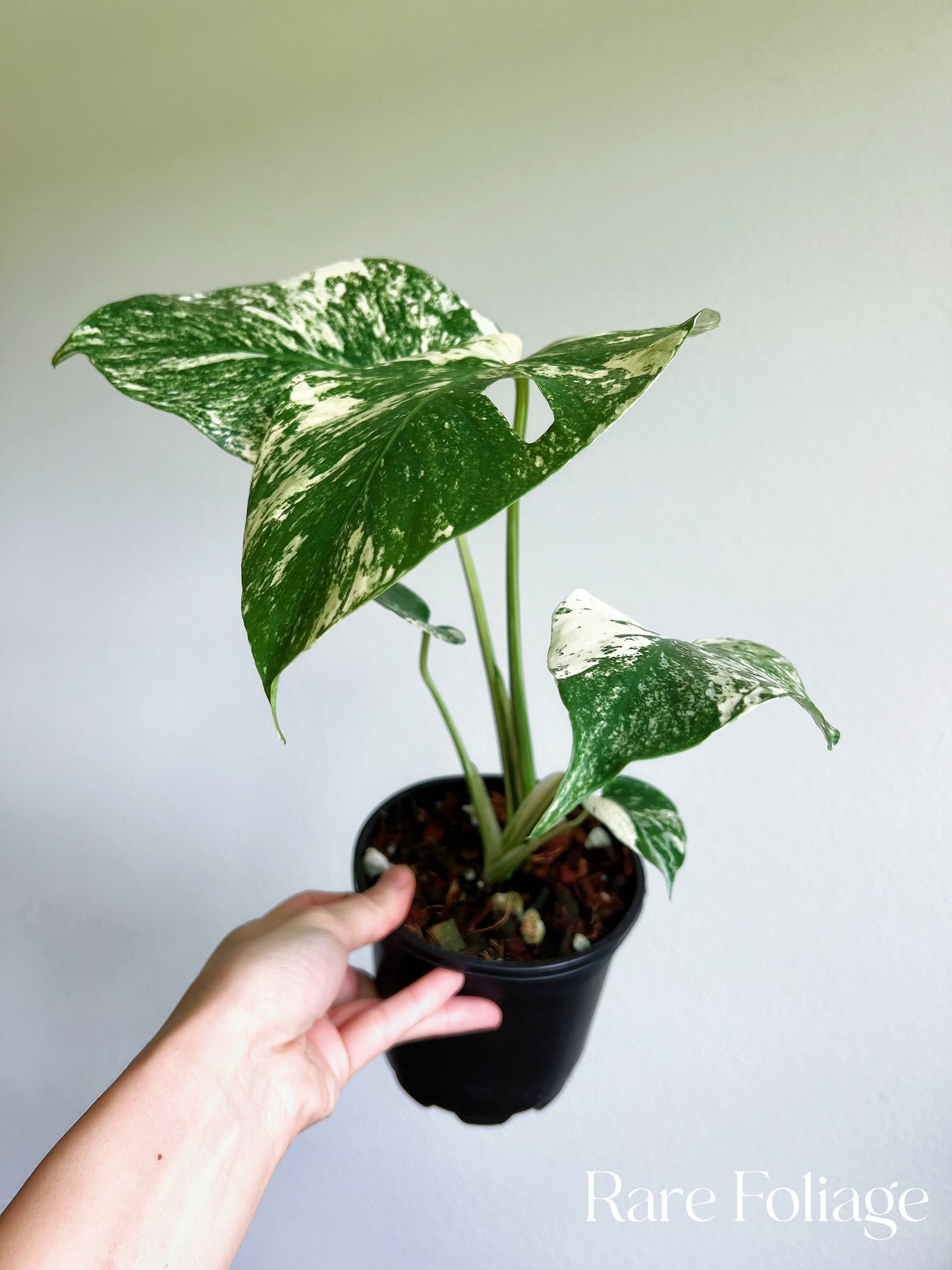 Monstera Mint Large Form 5”