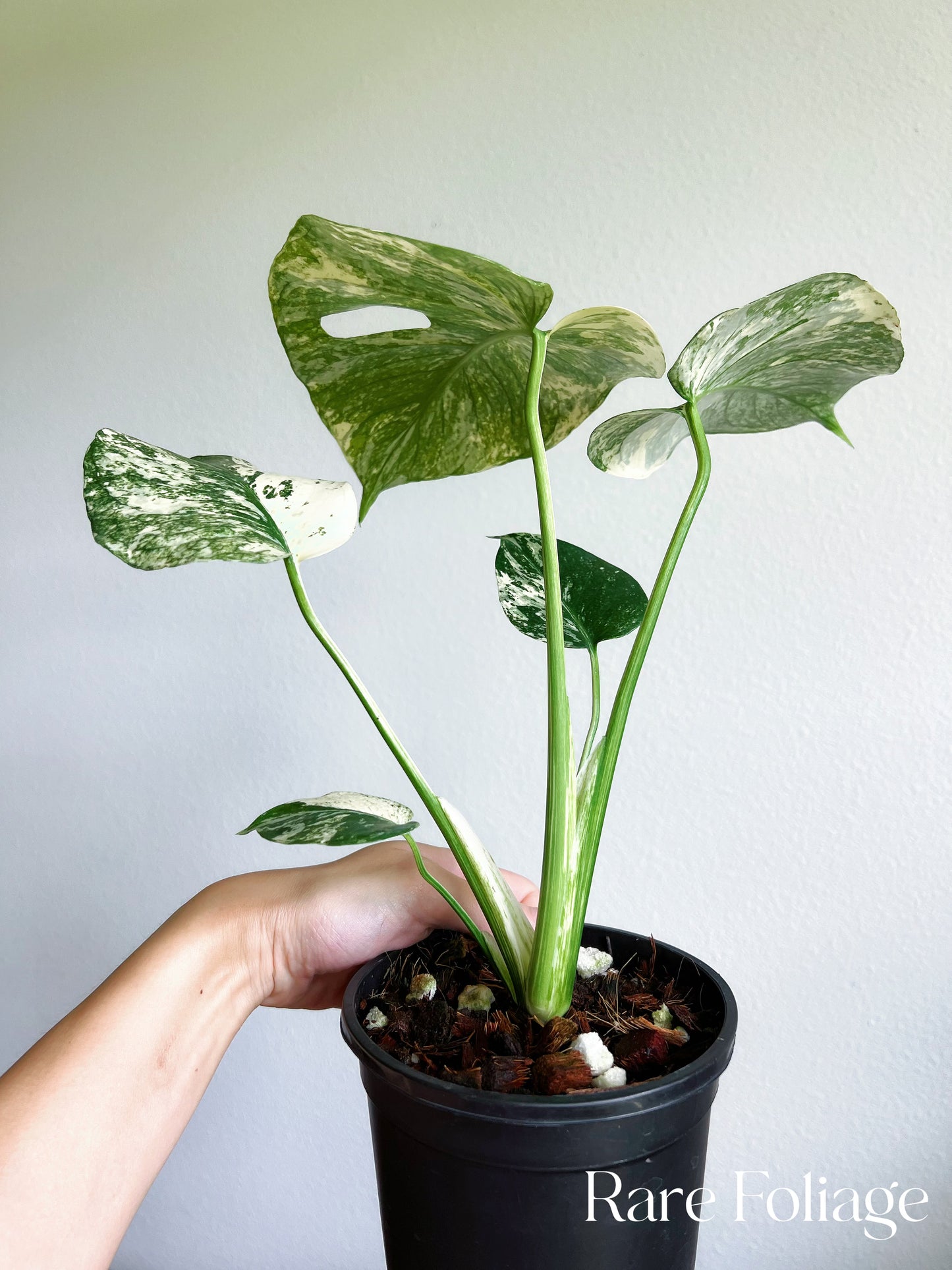 Monstera Mint Large Form 5”