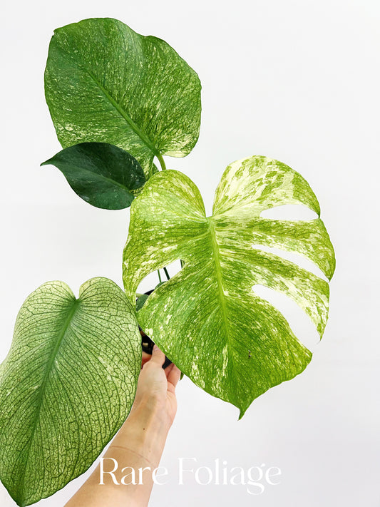 Monstera Mint Large Form 5”