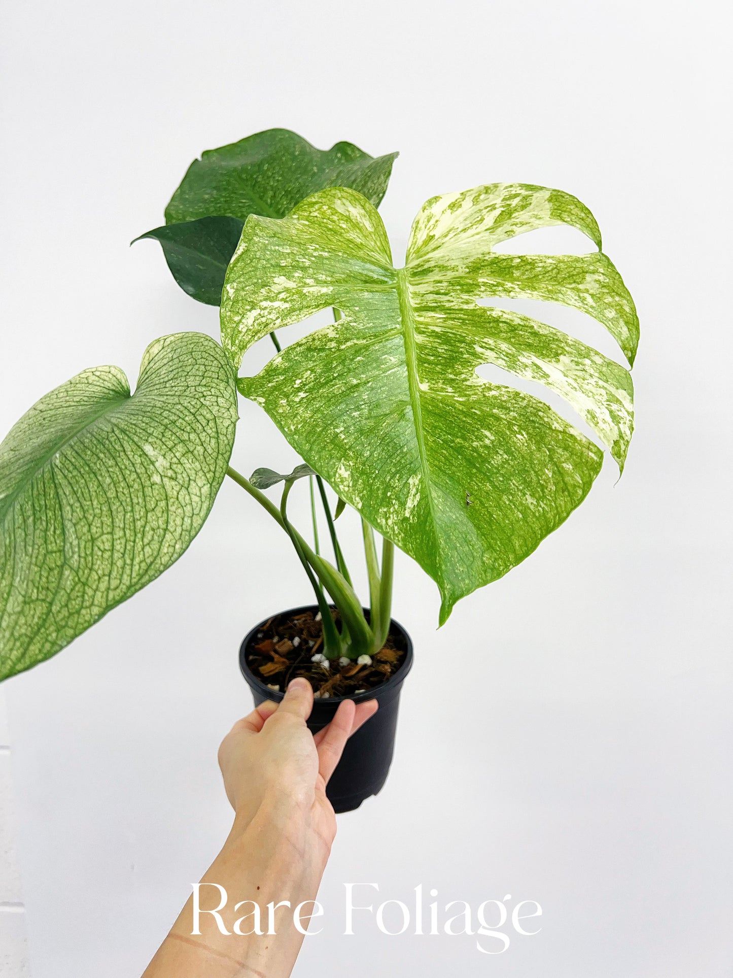 Monstera Mint Large Form 5”