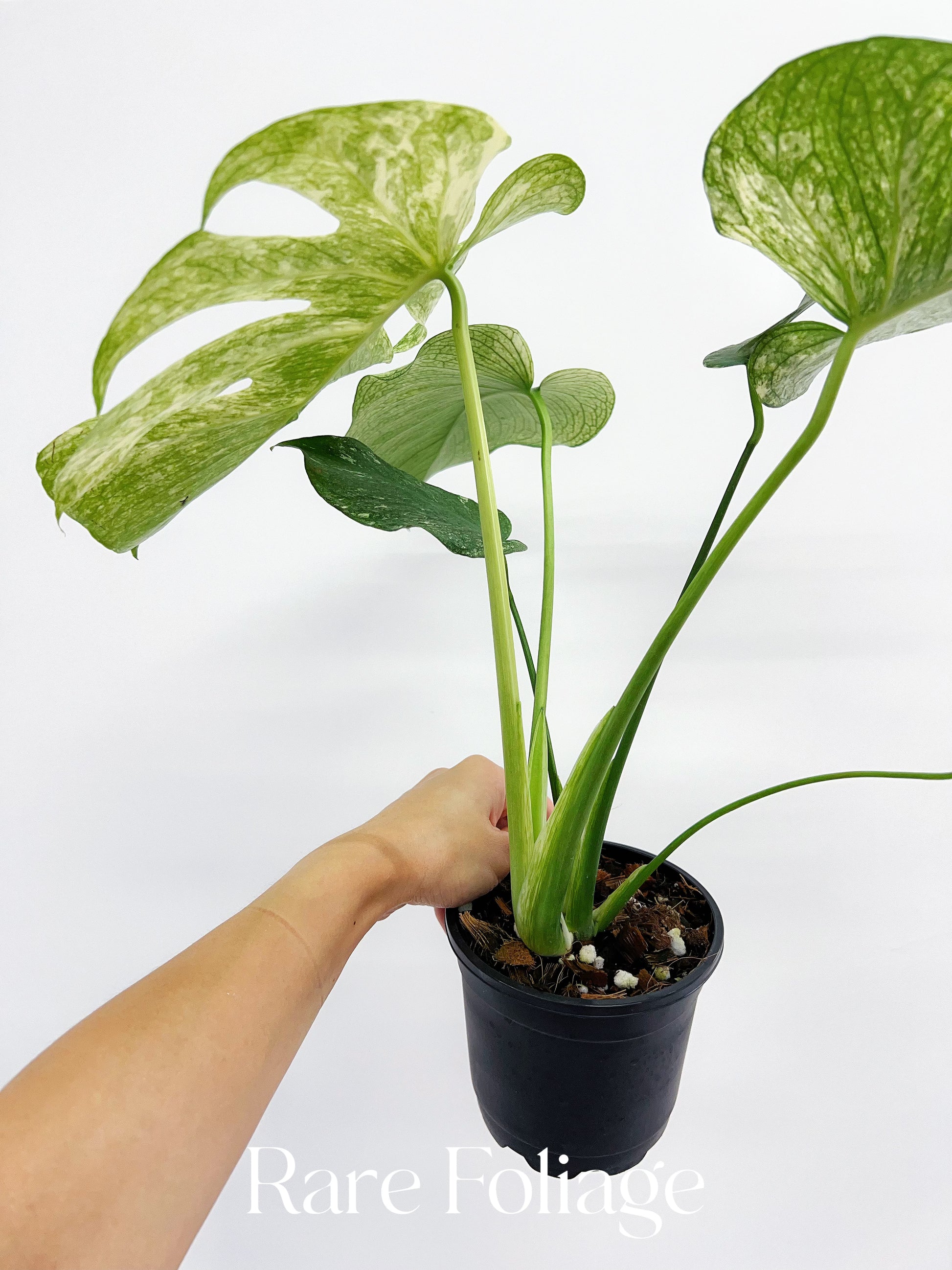 monstera deliciosa form 6 Monstera Mint Large Form 6” – Rare Foliage Plant Co