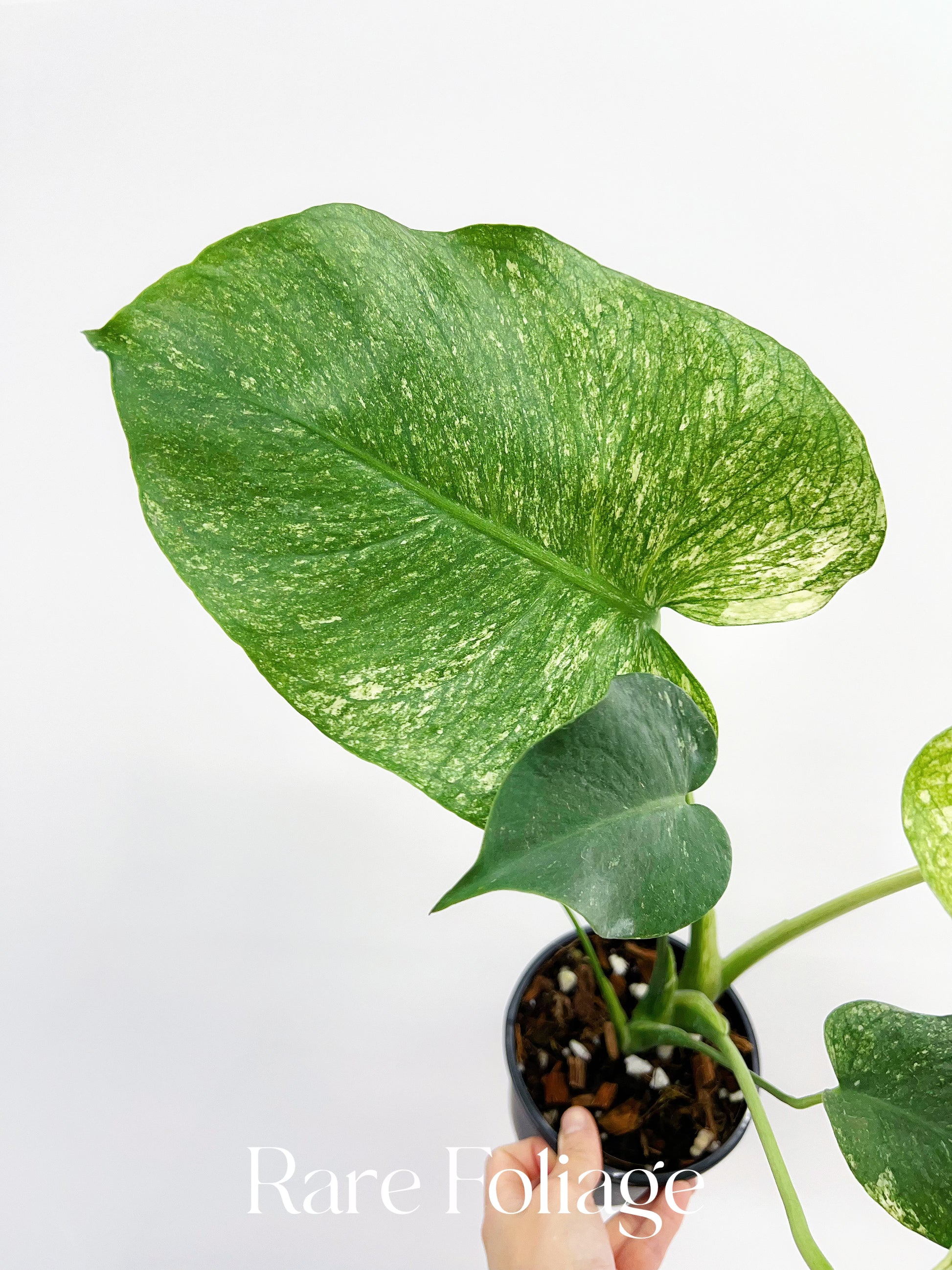 monstera deliciosa form 6 Monstera Mint Large Form 6” – Rare Foliage Plant Co