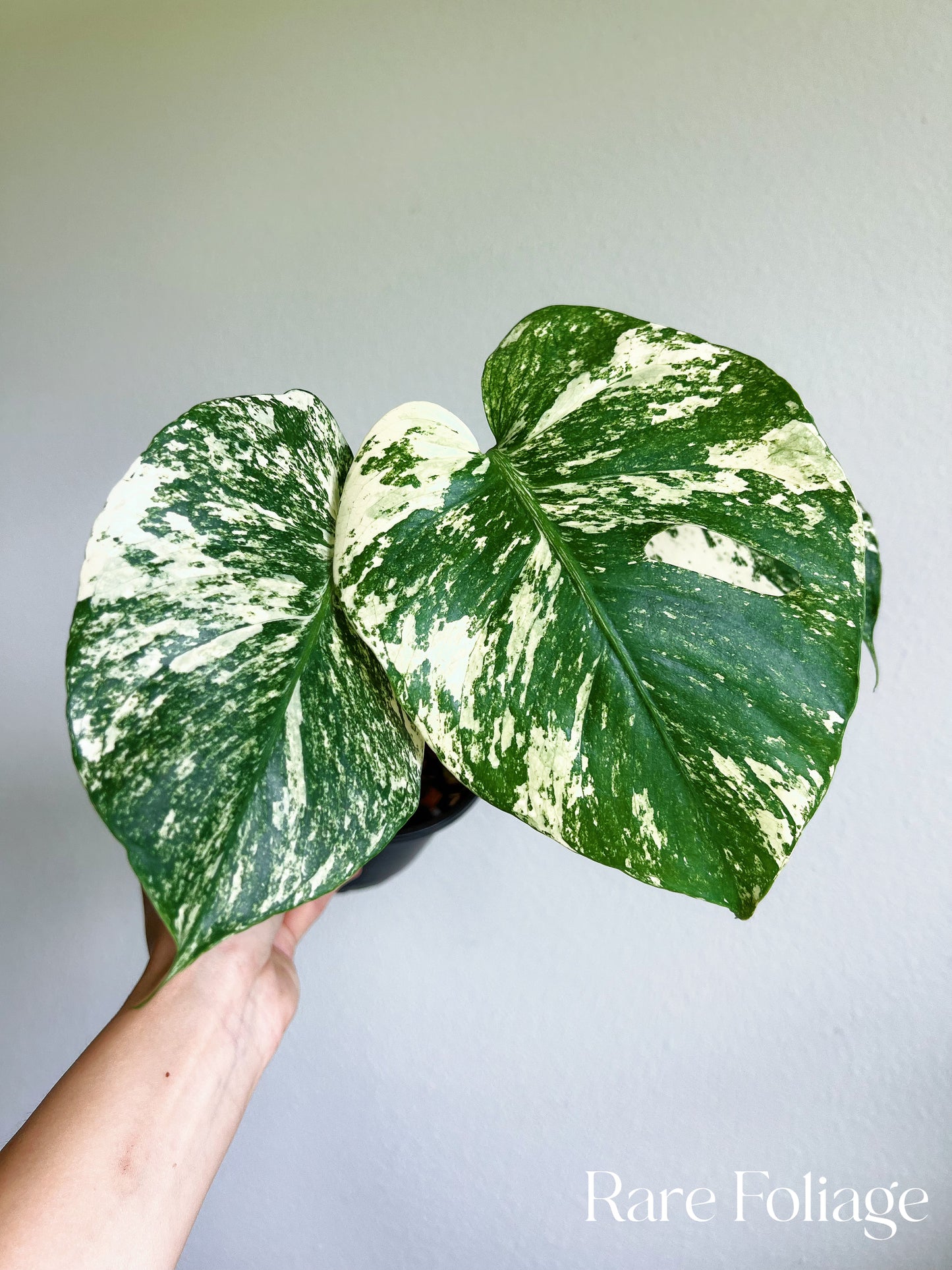 Monstera Mint Large Form 5”