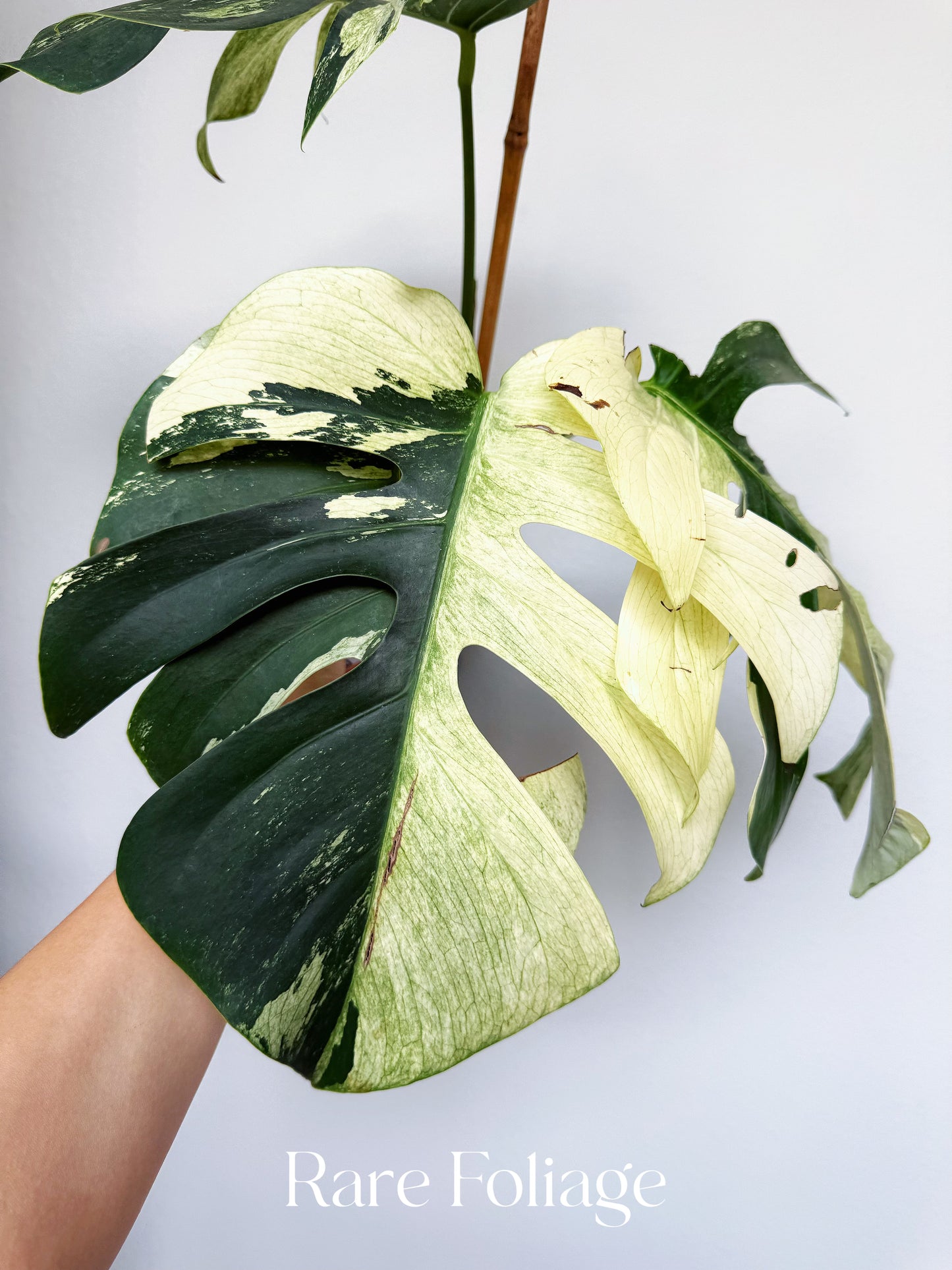 Monstera Jungle Mint 6” Exact Plant