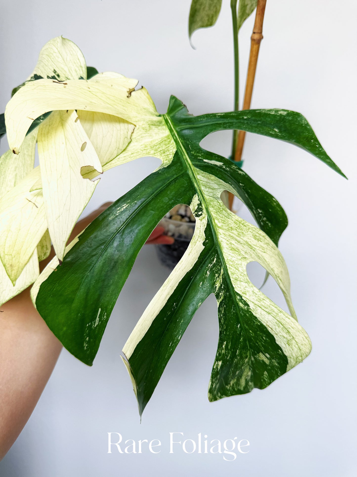Monstera Jungle Mint 6” Exact Plant