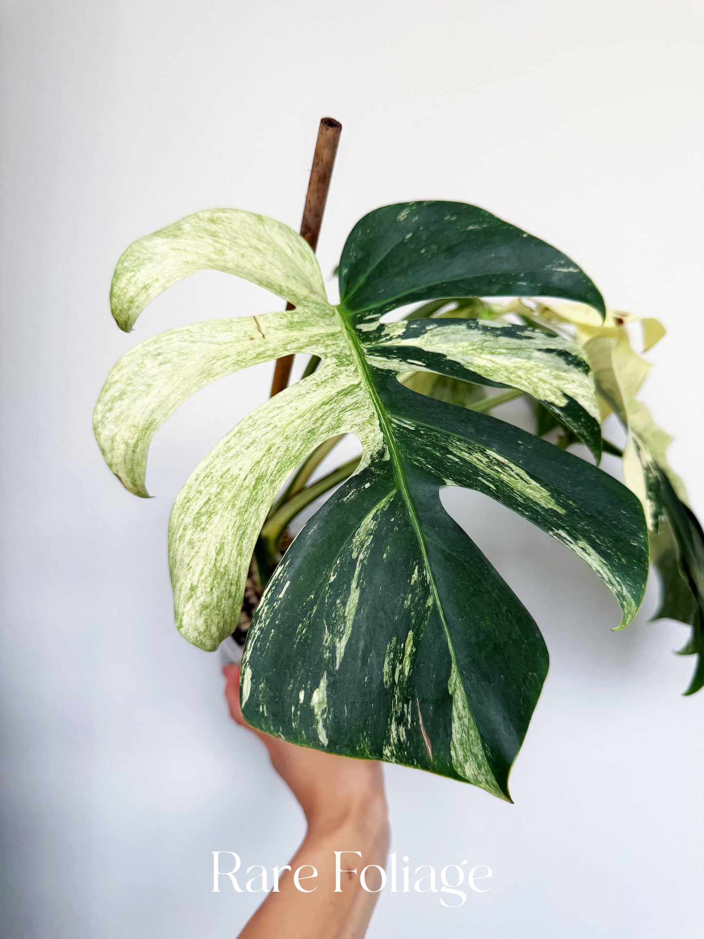 Monstera Jungle Mint 6” Exact Plant