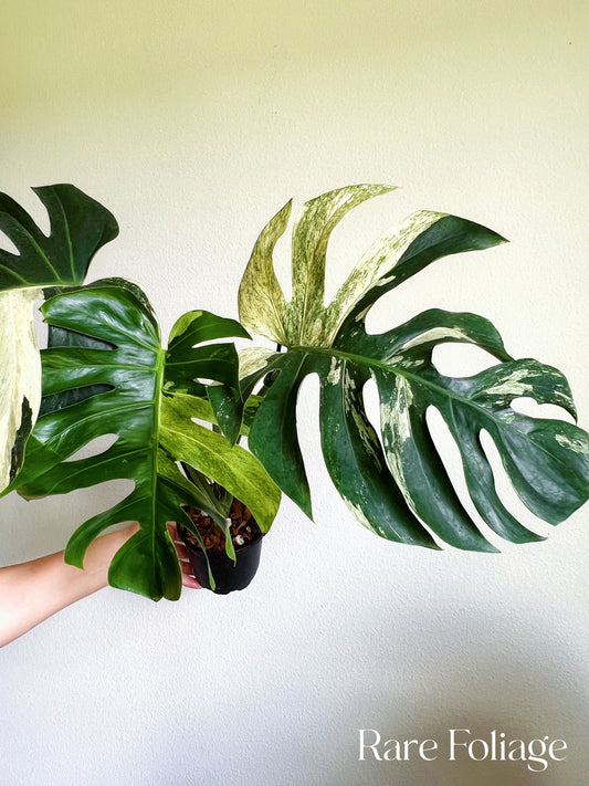 Monstera Mint No ID 5” Exact Plant