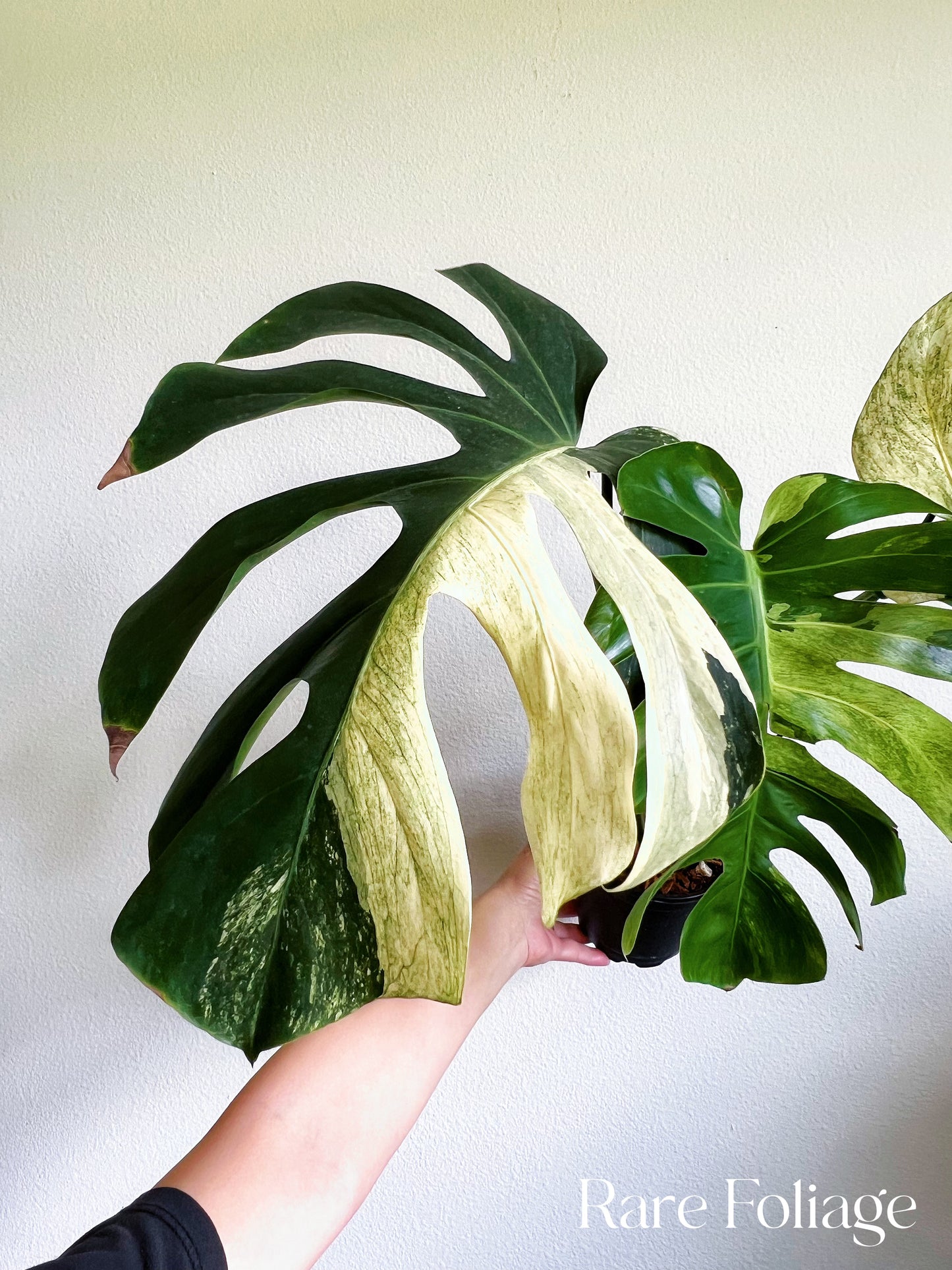 Monstera Mint No ID 5” Exact Plant