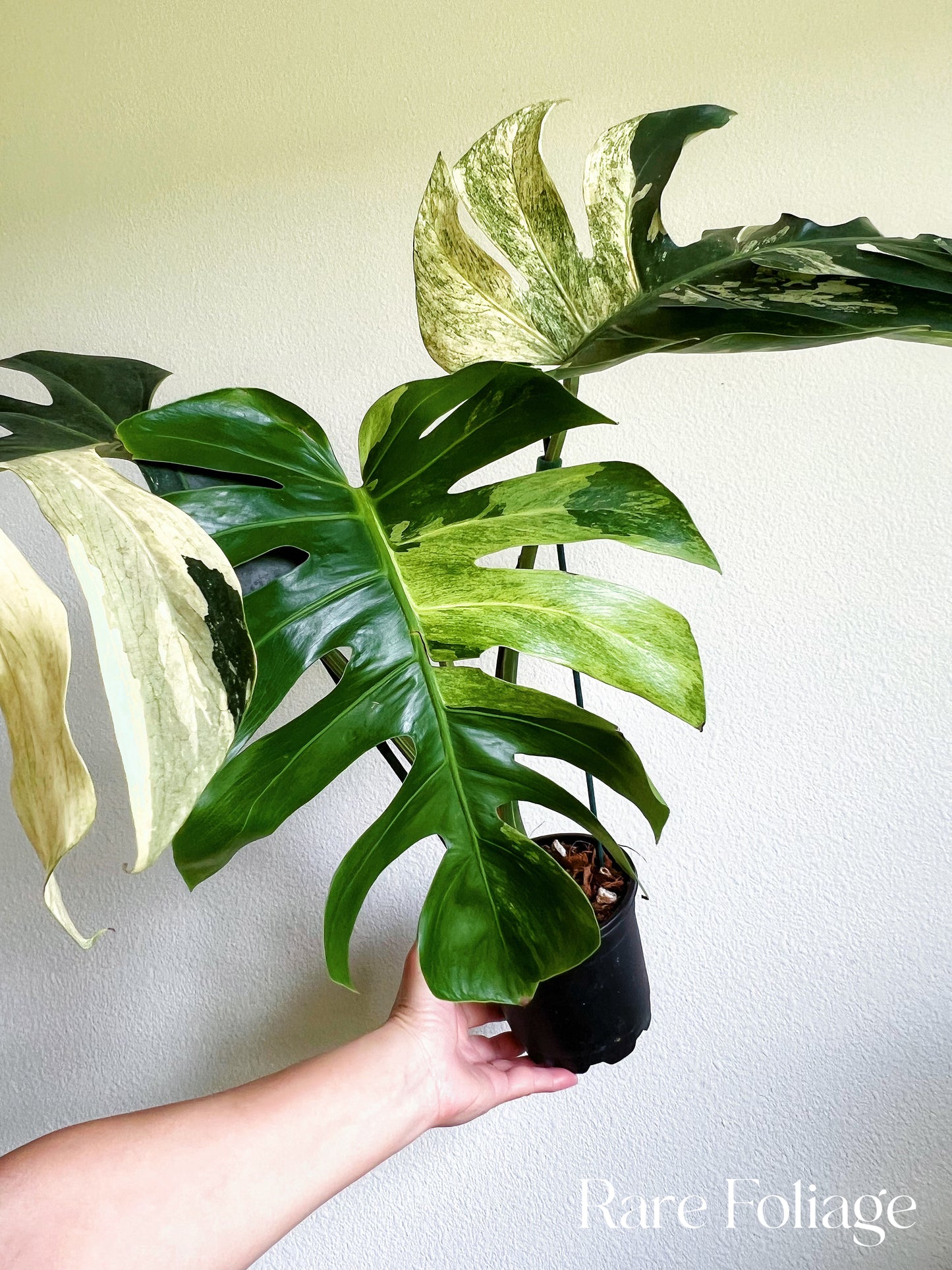 Monstera Mint No ID 5” Exact Plant