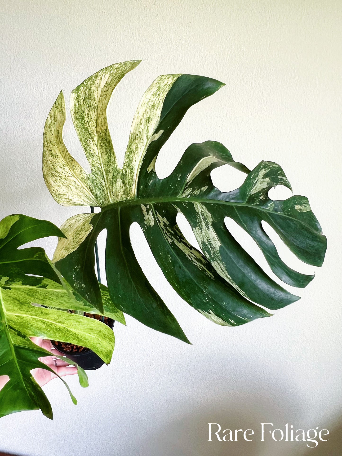 Monstera Mint No ID 5” Exact Plant