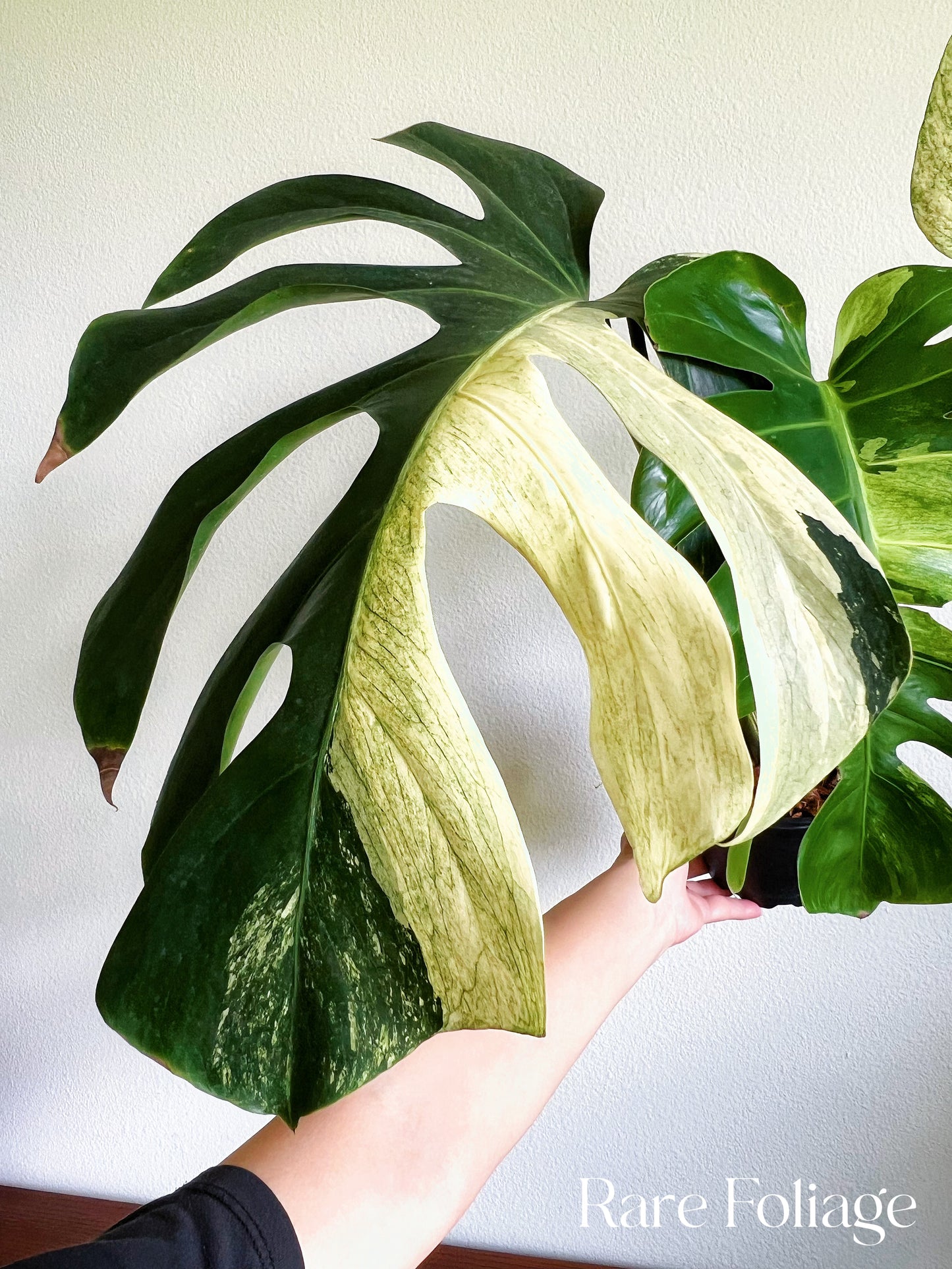 Monstera Mint No ID 5” Exact Plant