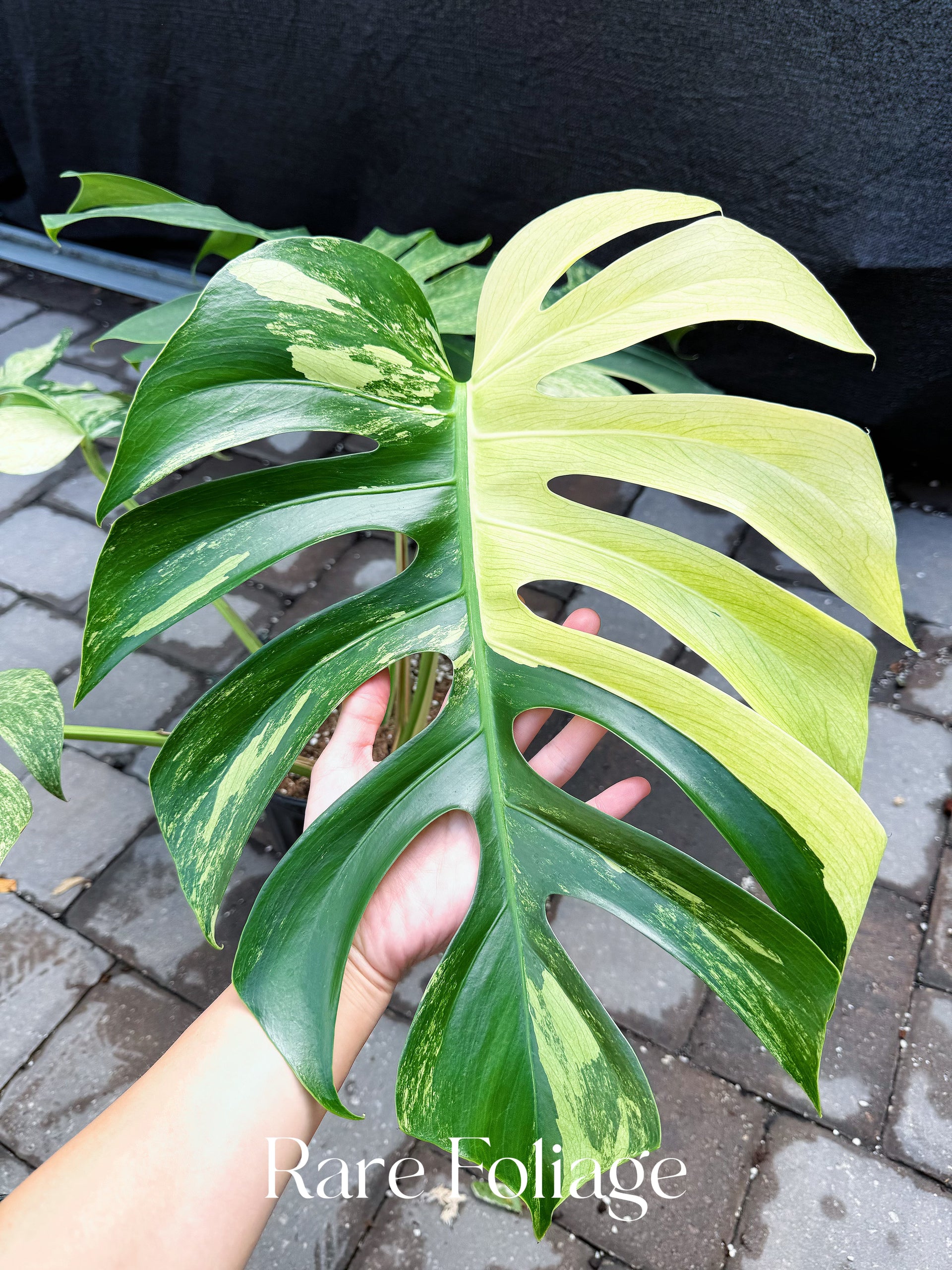 monstera rare plant index Monstera Mint No ID 10” Exact Plant
