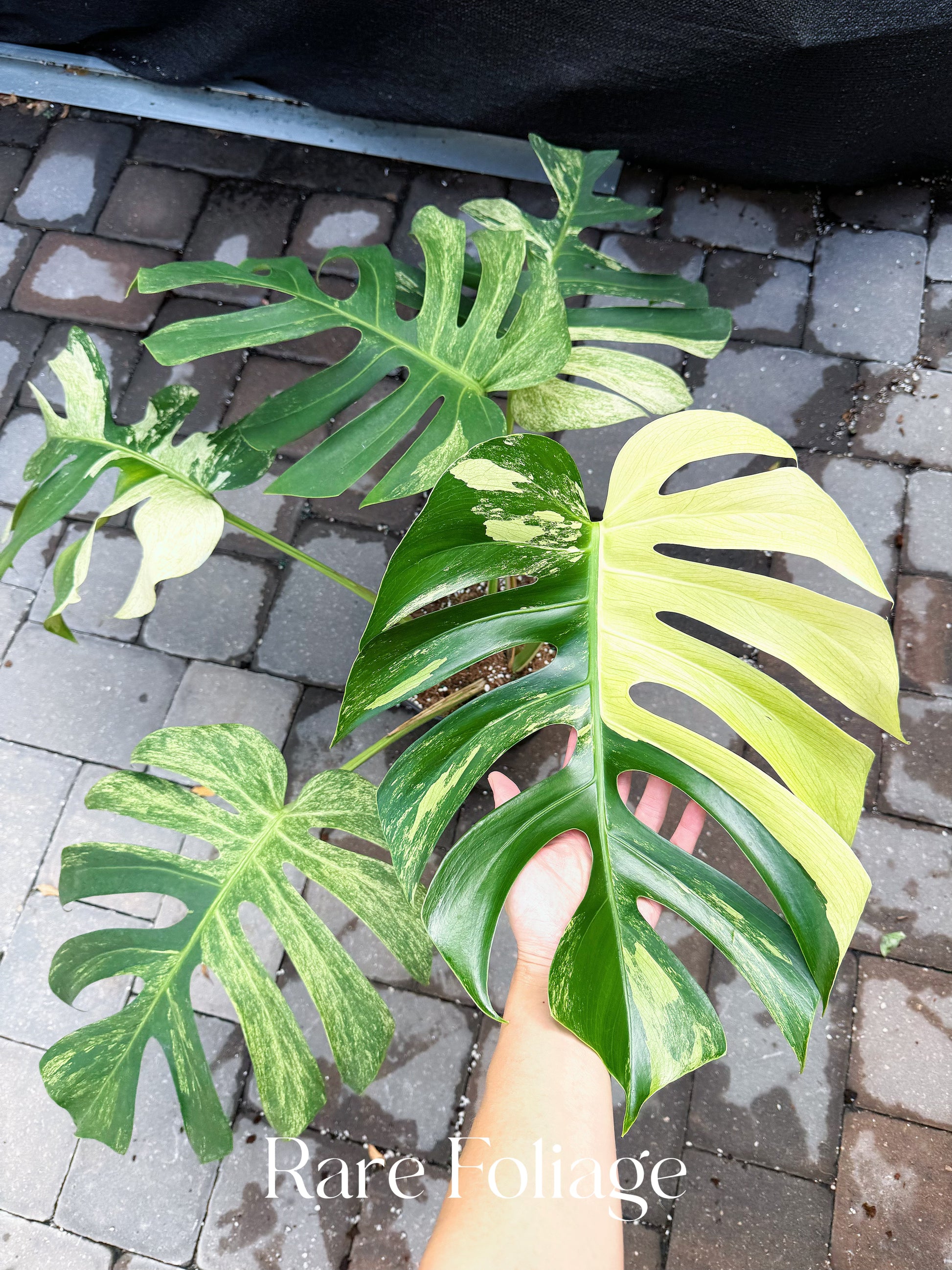 10 monstera Monstera Mint No ID 10” Exact Plant