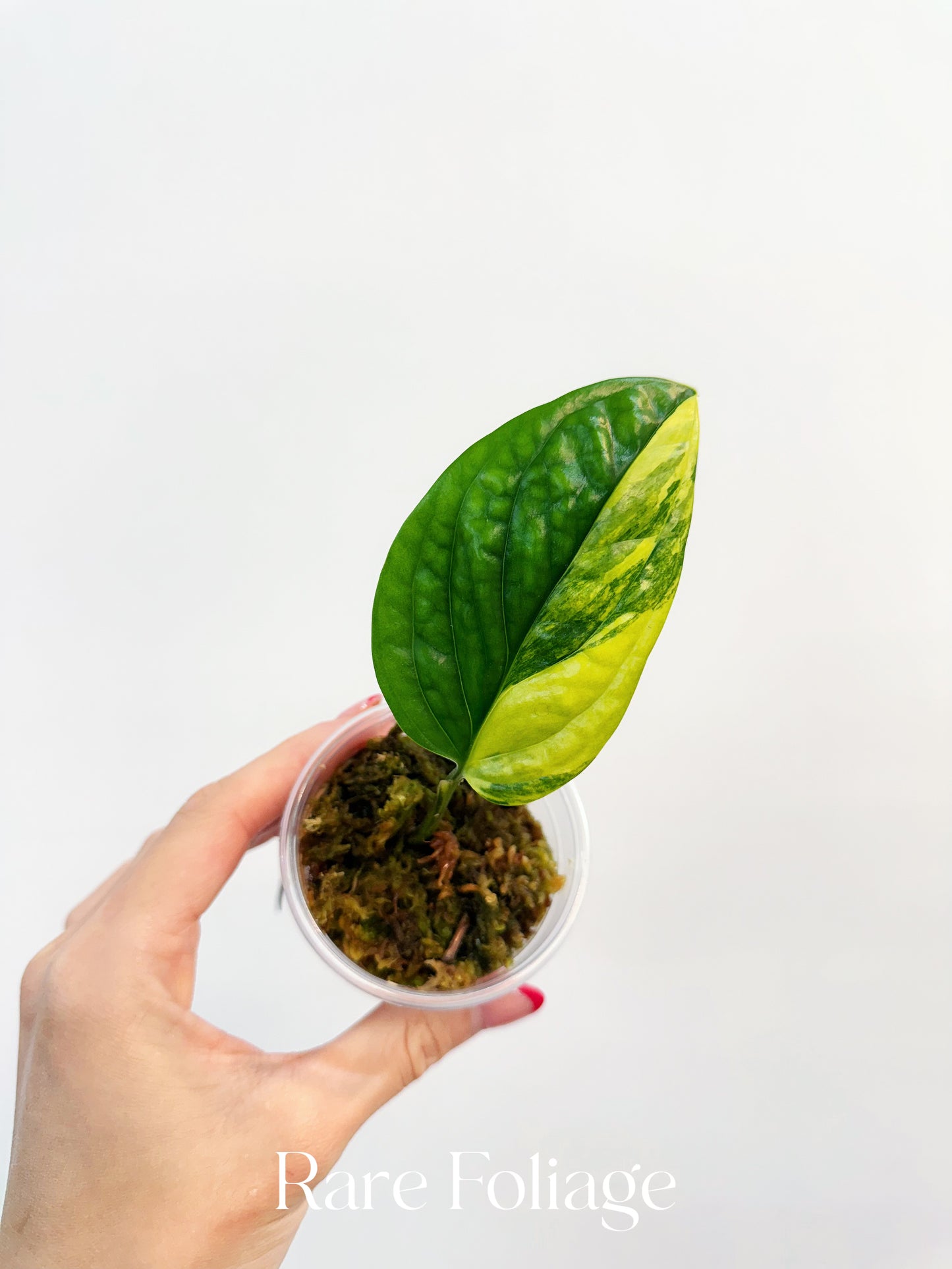 Monstera Peru Variegated 3”