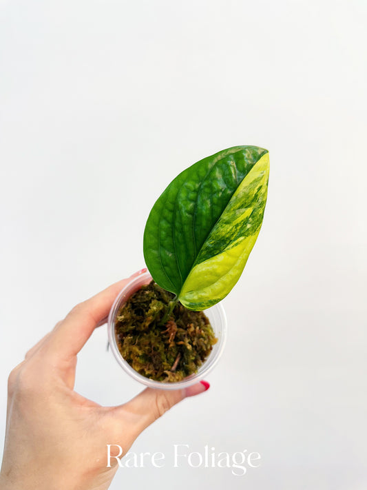 Monstera Peru Variegated 3”