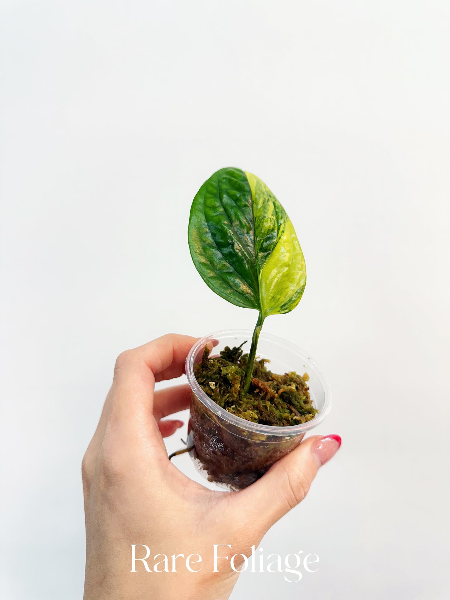 Monstera Peru Variegated 3”