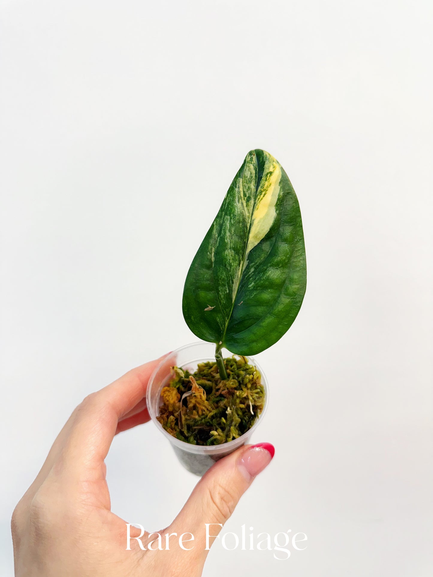 Monstera Peru Variegated 3”