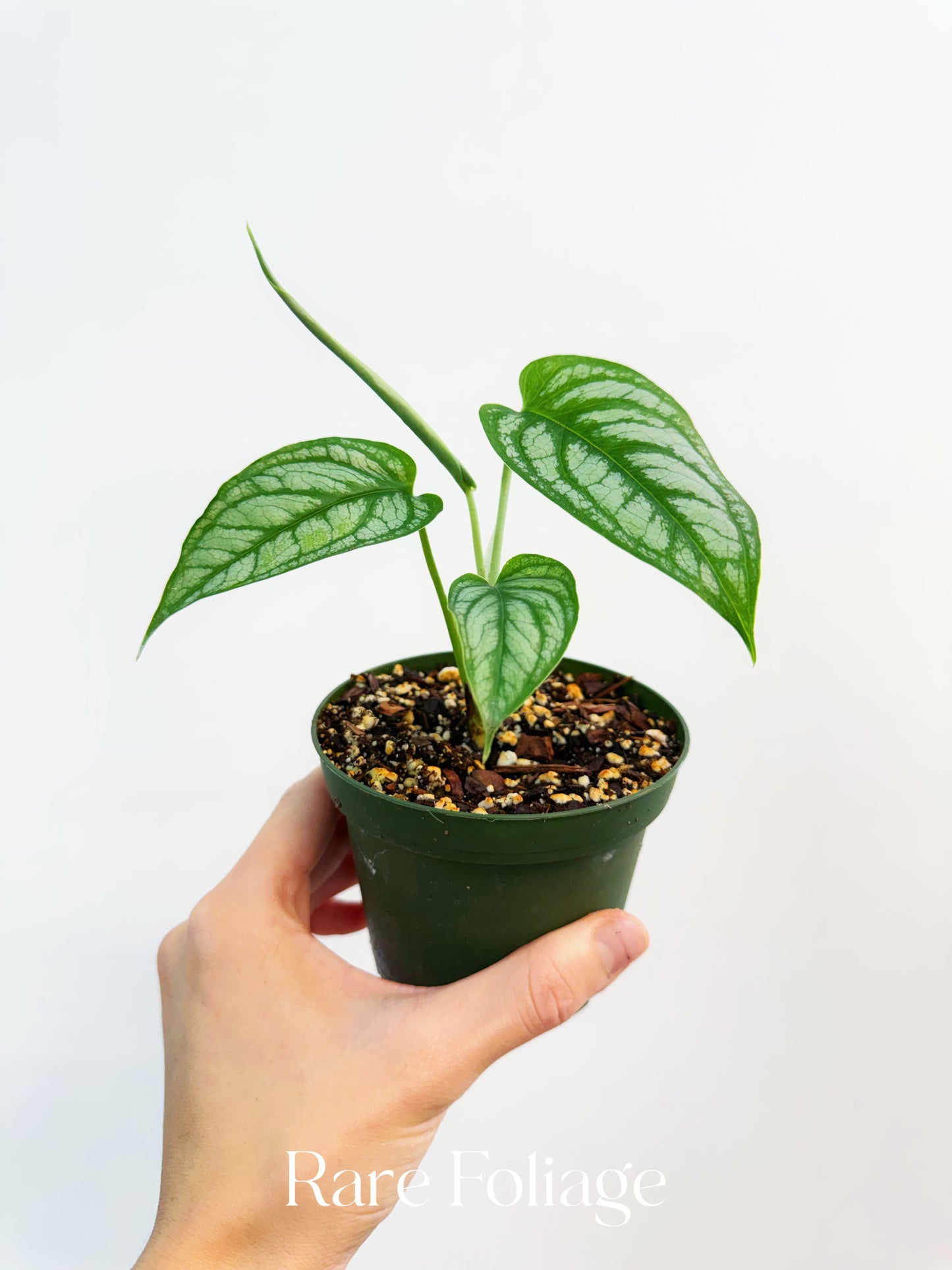 Monstera Siltepecana El Salvador 4”